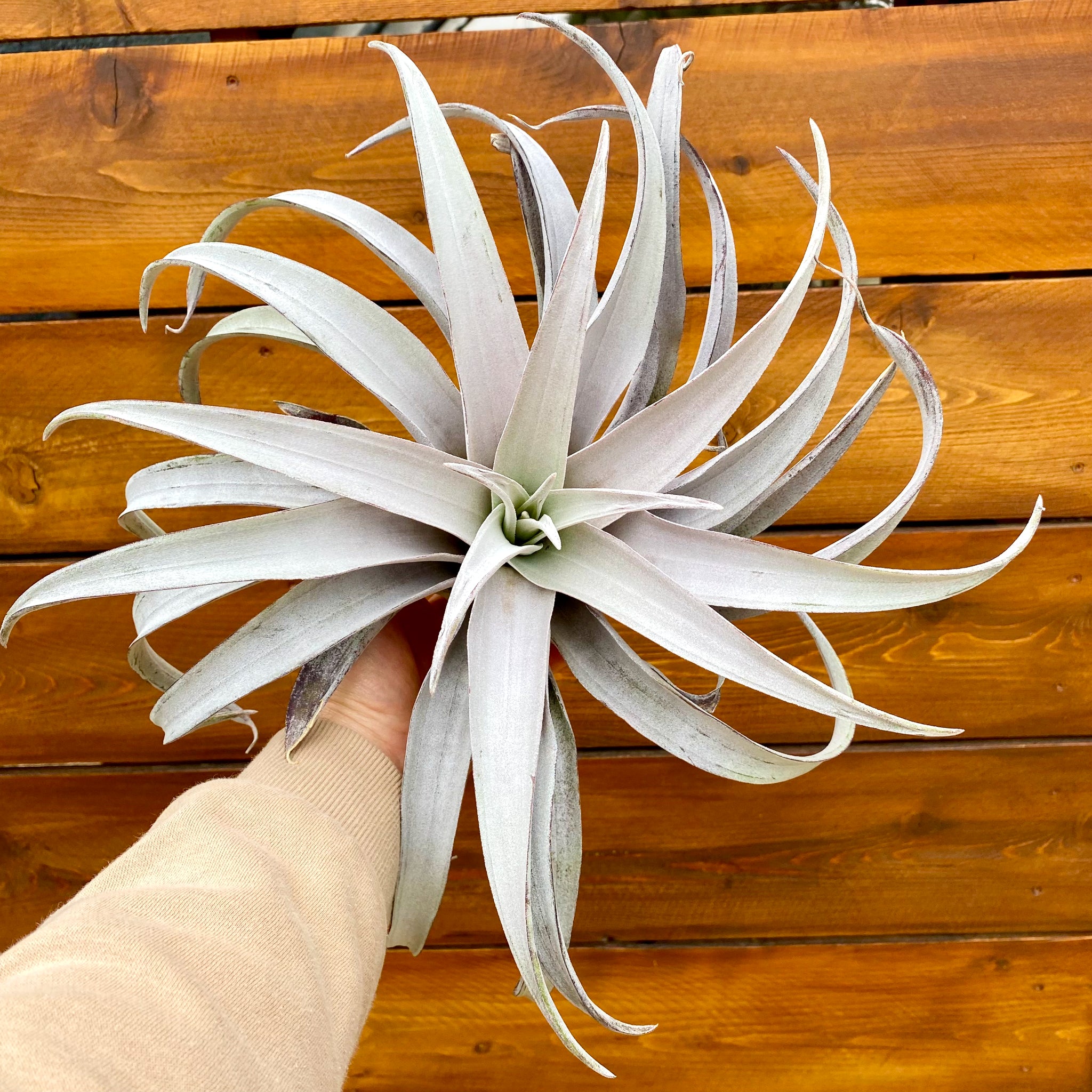 chiapensis air plant Tillandsia Chiapensis 'Gigantesco'