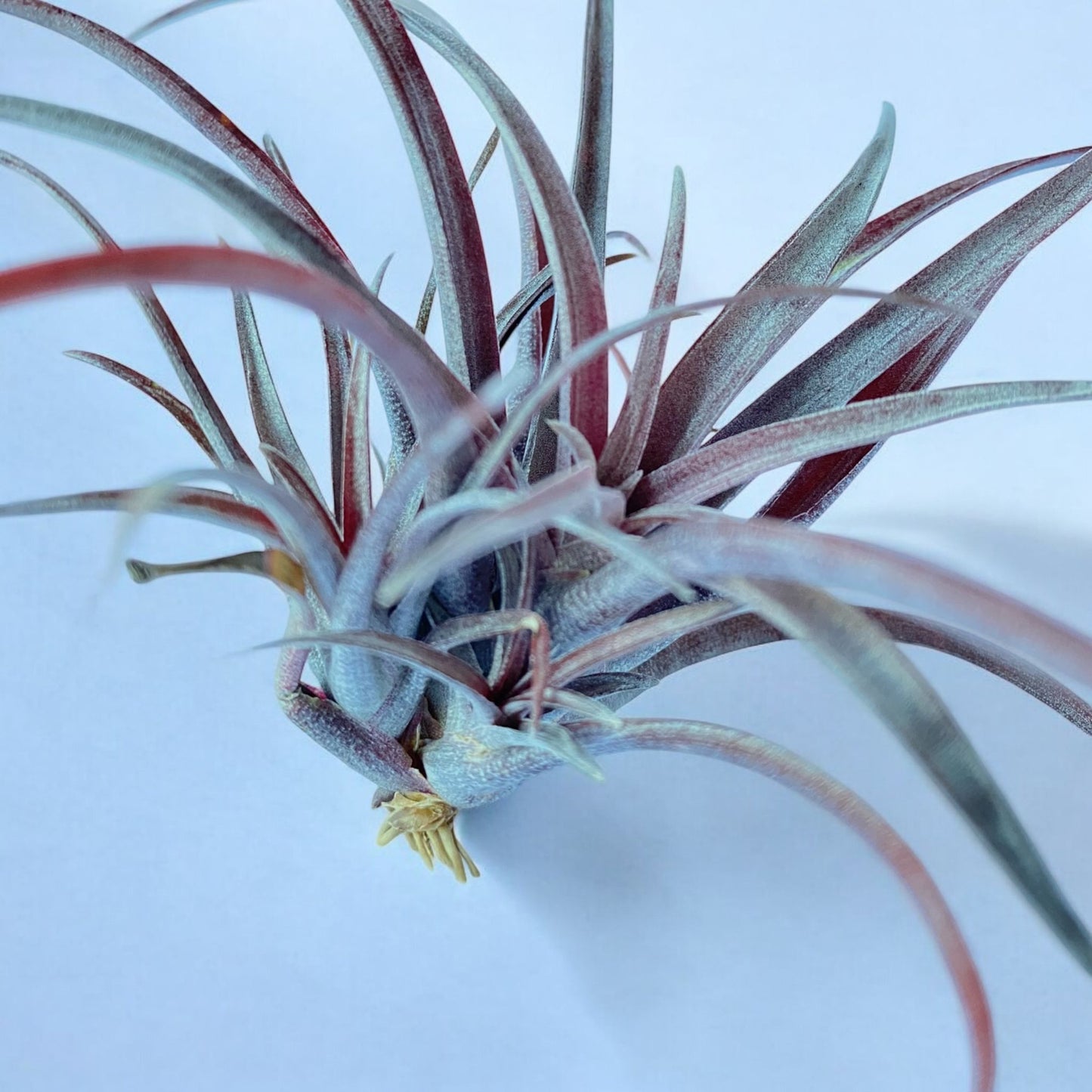 Tillandsia Capitata v. Domingensis