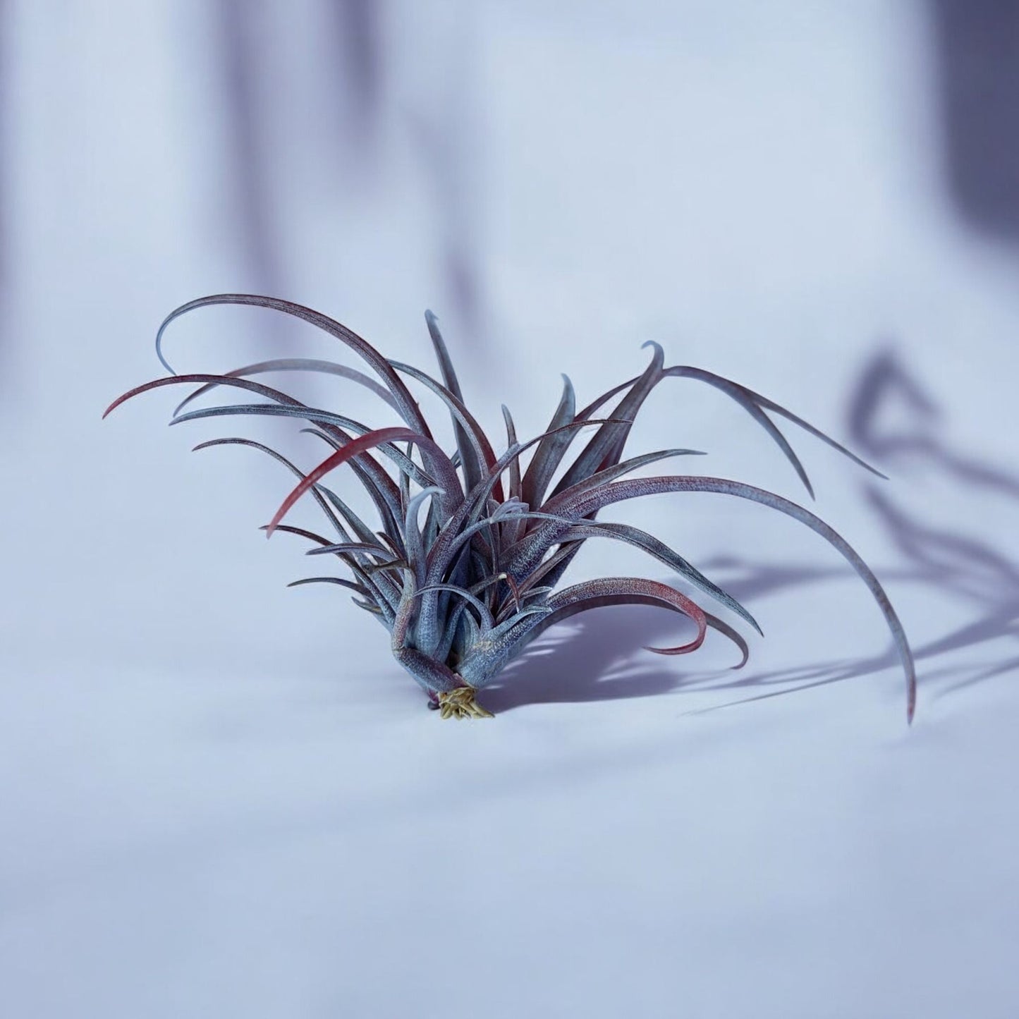 Tillandsia Capitata v. Domingensis