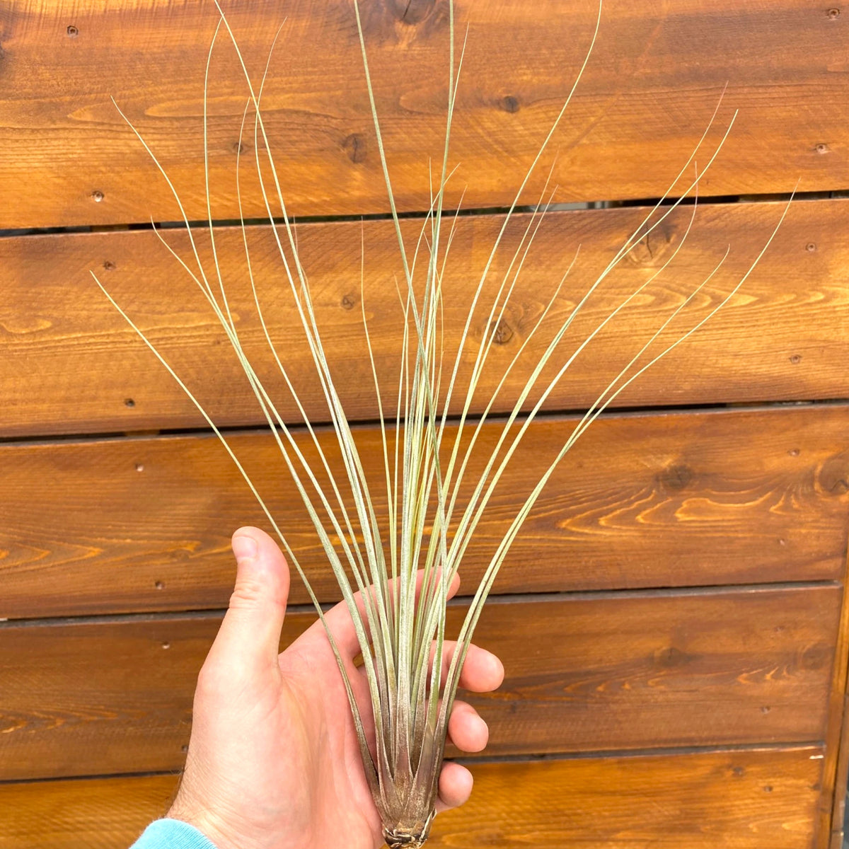 Hand holding a Tillandsia Juncea air plant in front of a wood background