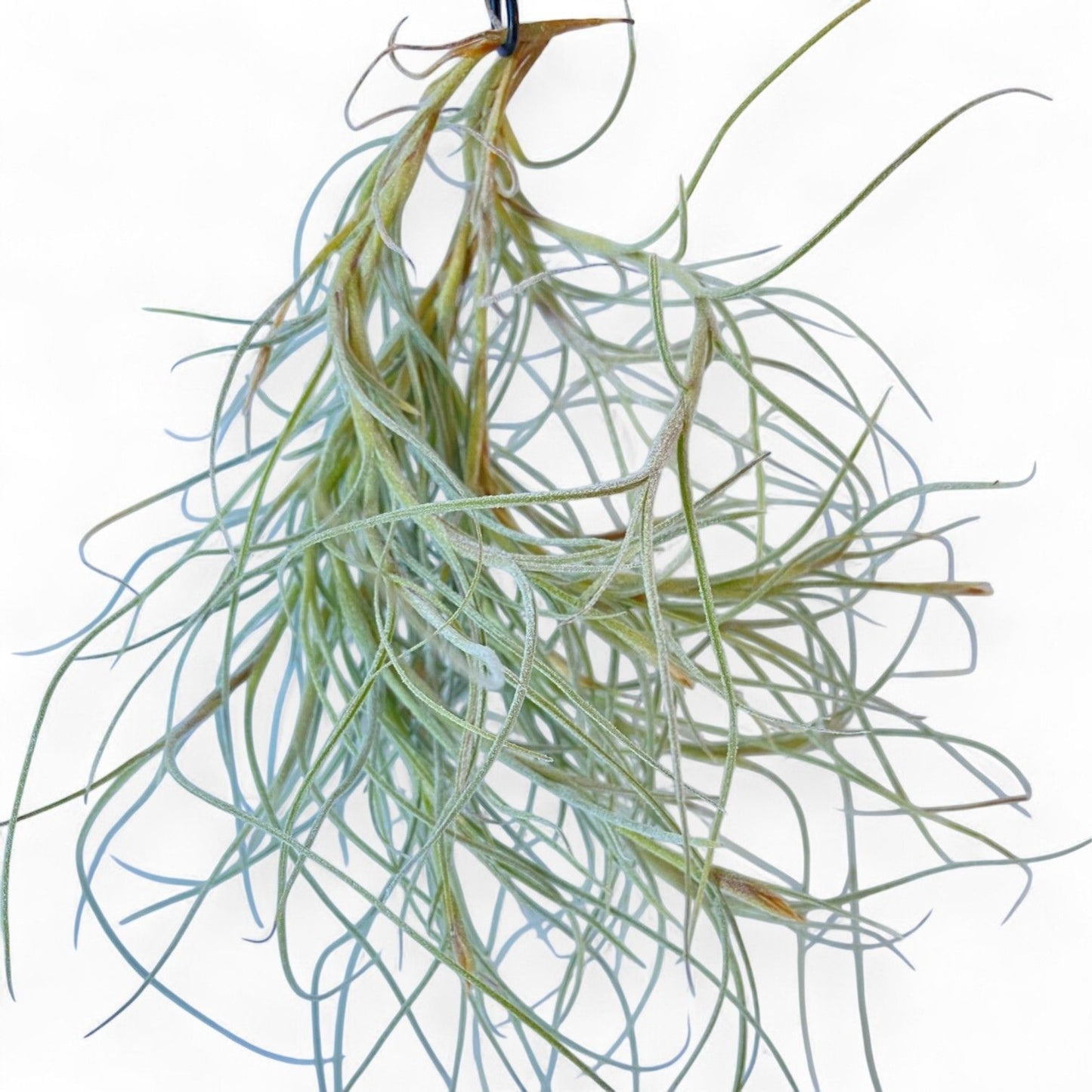 Tillandsia ‘Kimberly’