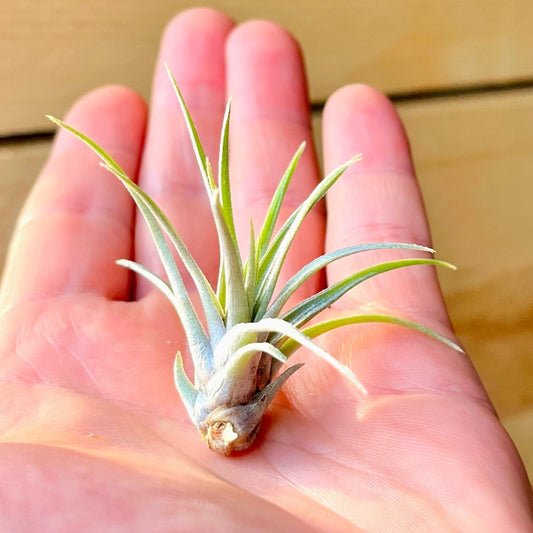 Tillandsia Mima v. Chilitensis