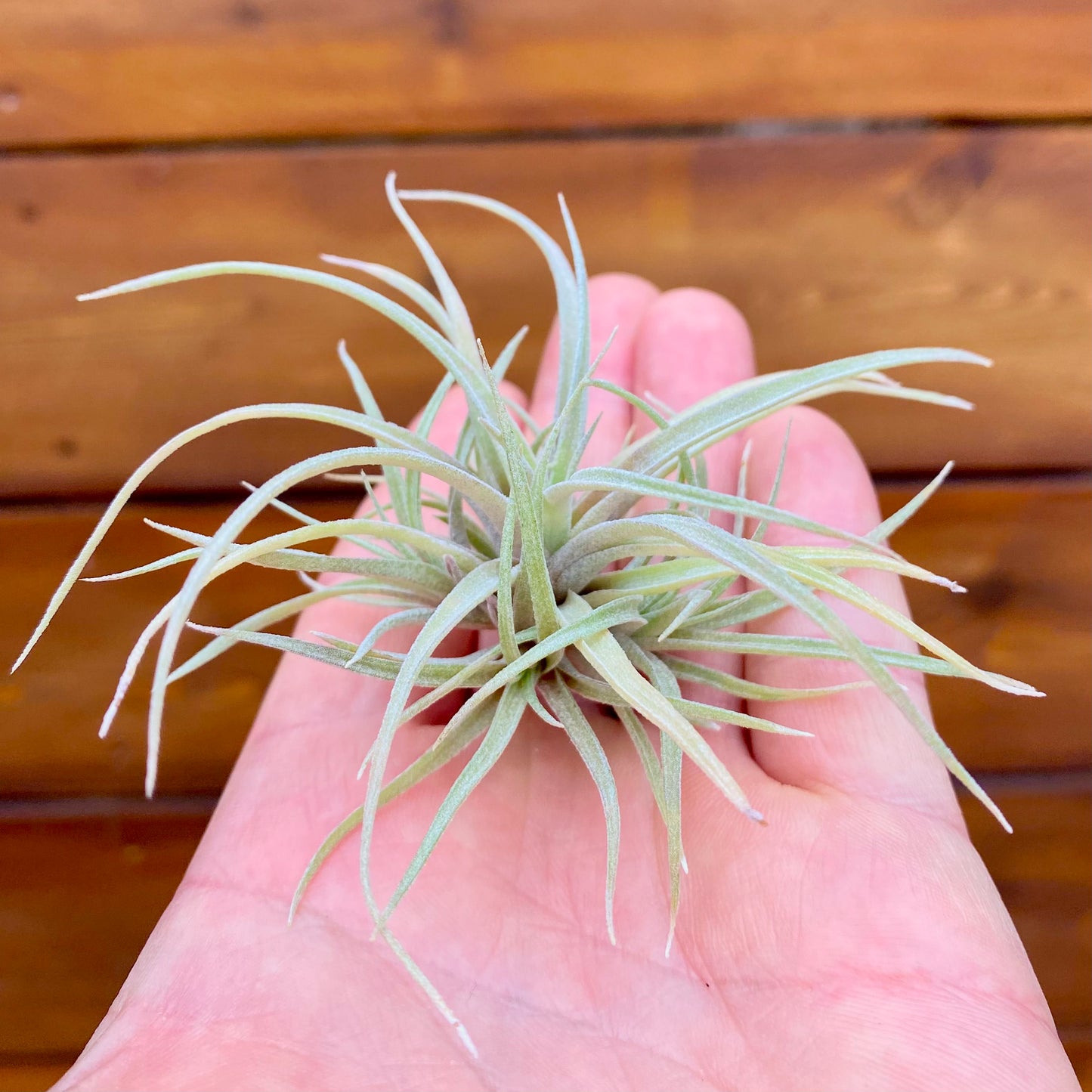 Small air plant held in a hand with a wooden background