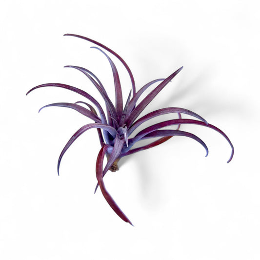 Purple air plant on a white background