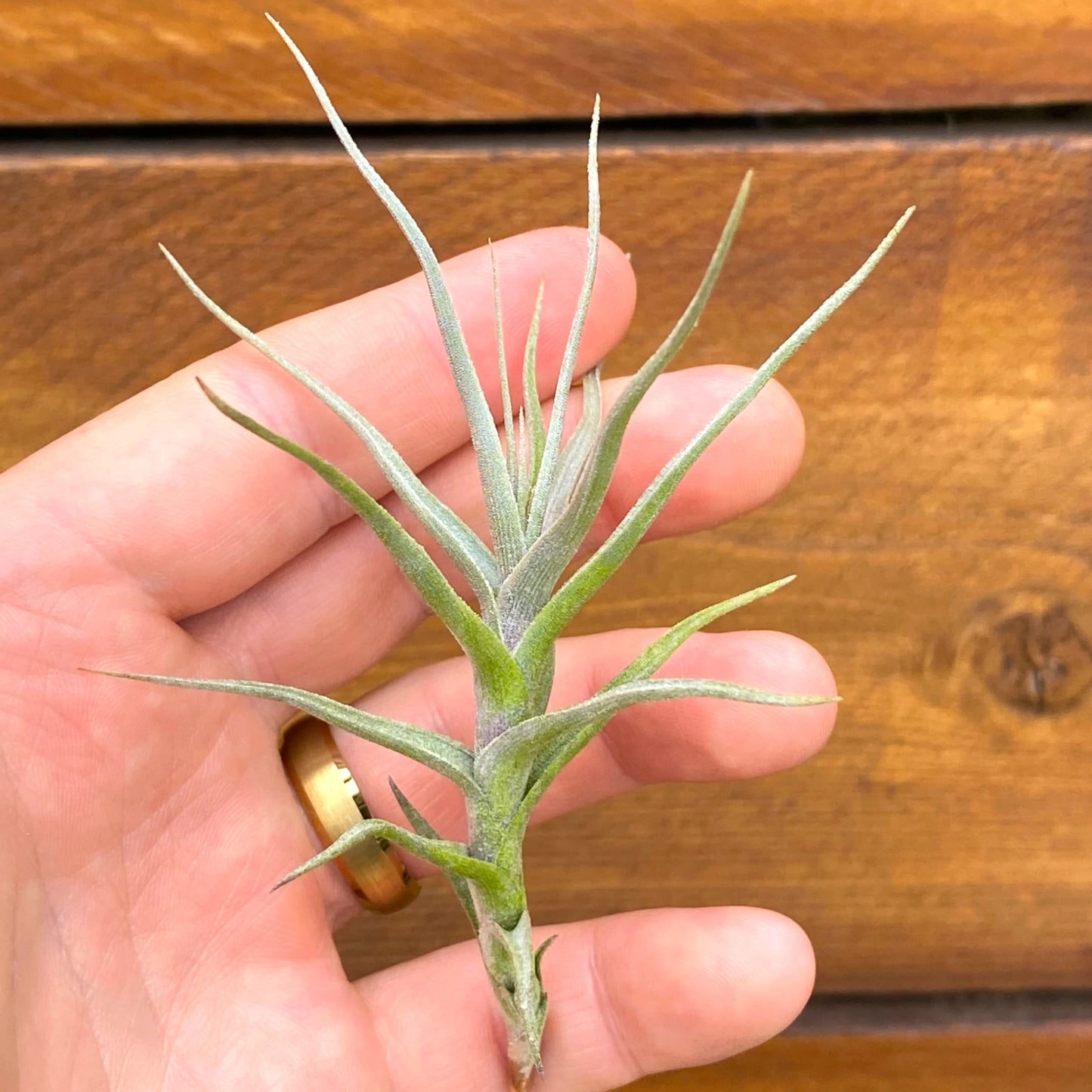 Hand holding a small green plant against a wooden background