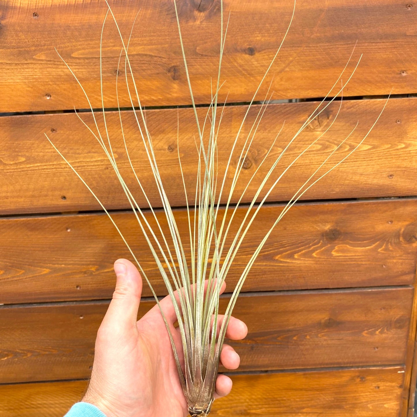 Tillandsia Juncea - Air Plant