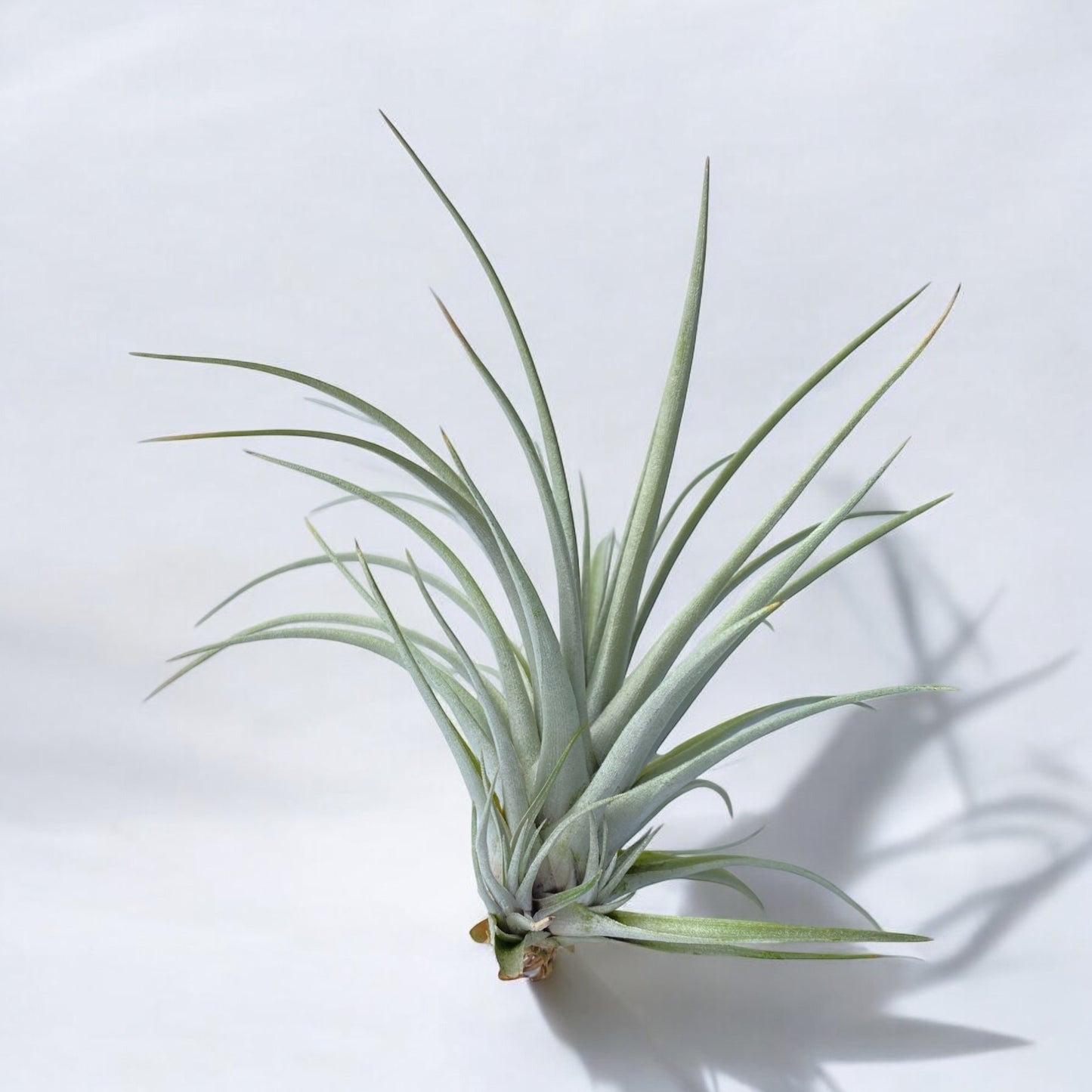 A Tillandsia Mima v. Chilitensis plant with narrow, stiff green leaves on a white background.