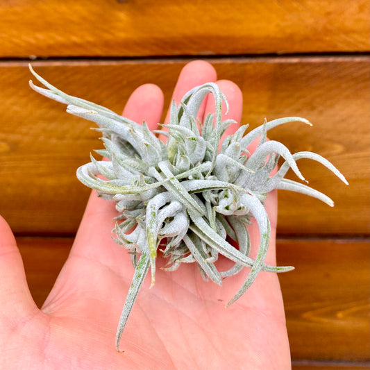 Small air plant held in a hand against a wooden background