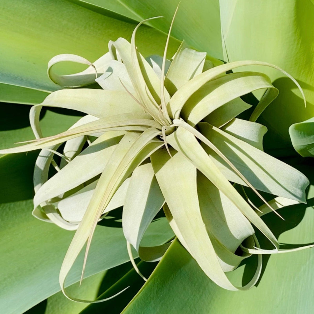 Tillandsia Xerographica – Coastal Plant Company