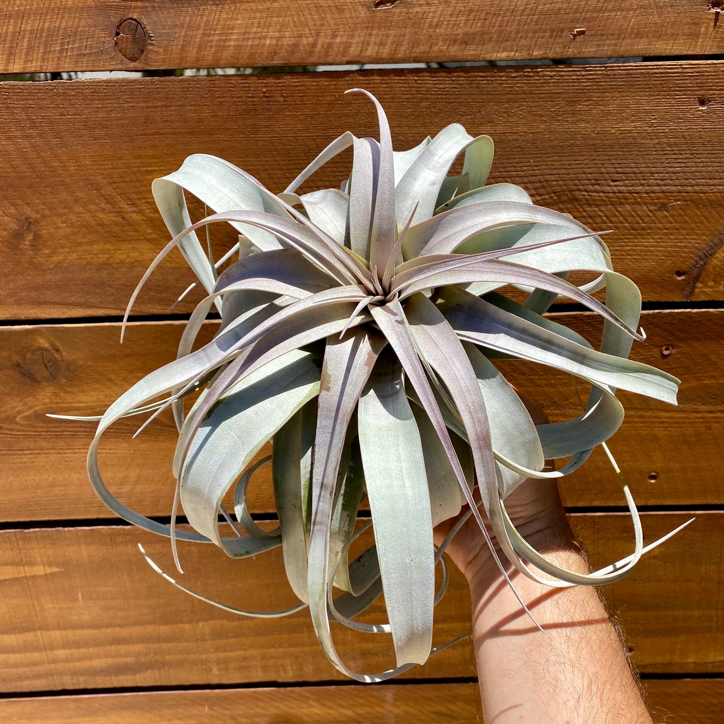 Tillandsia Xerographica - Air Plant