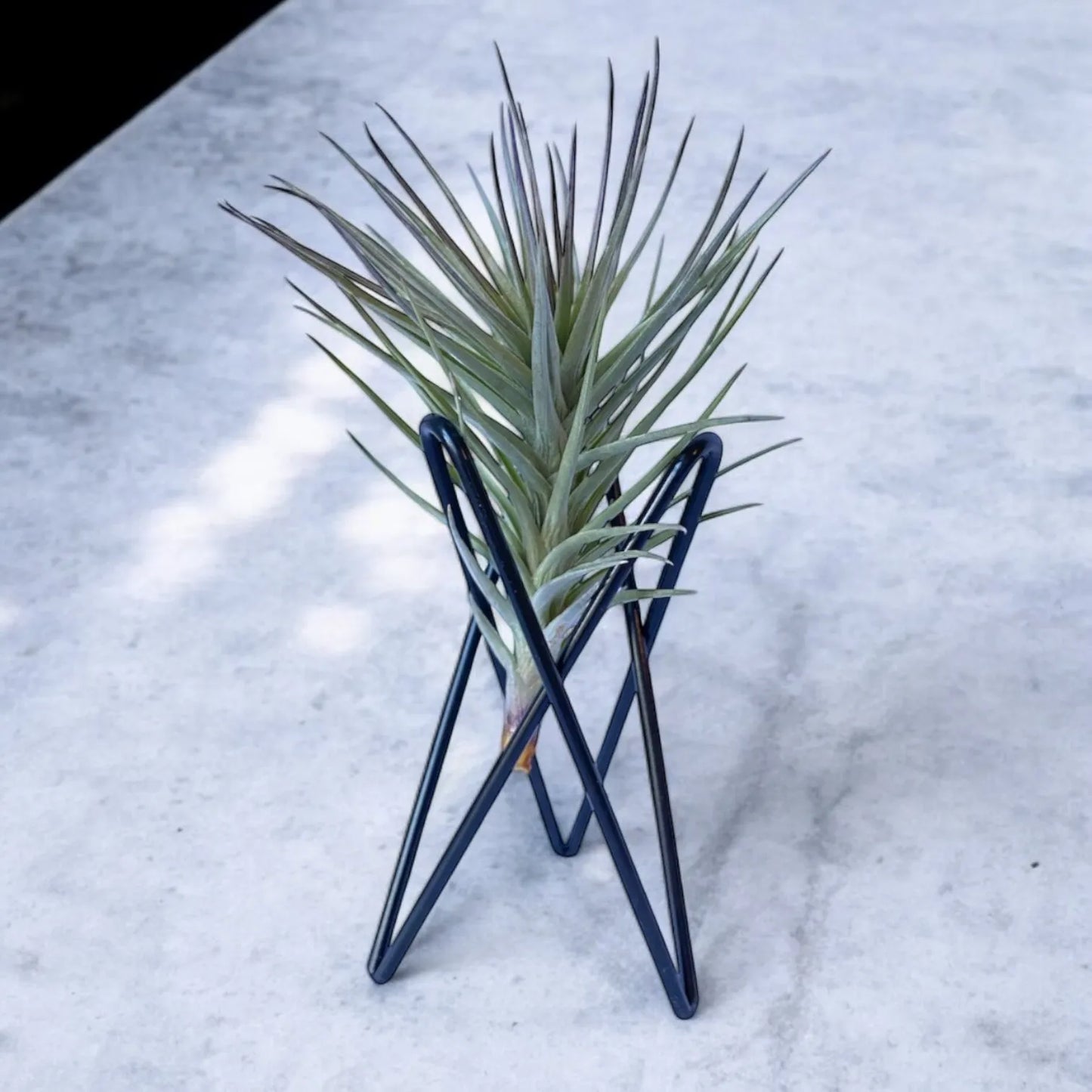 Black geometric metal Tillandsia air plant stand