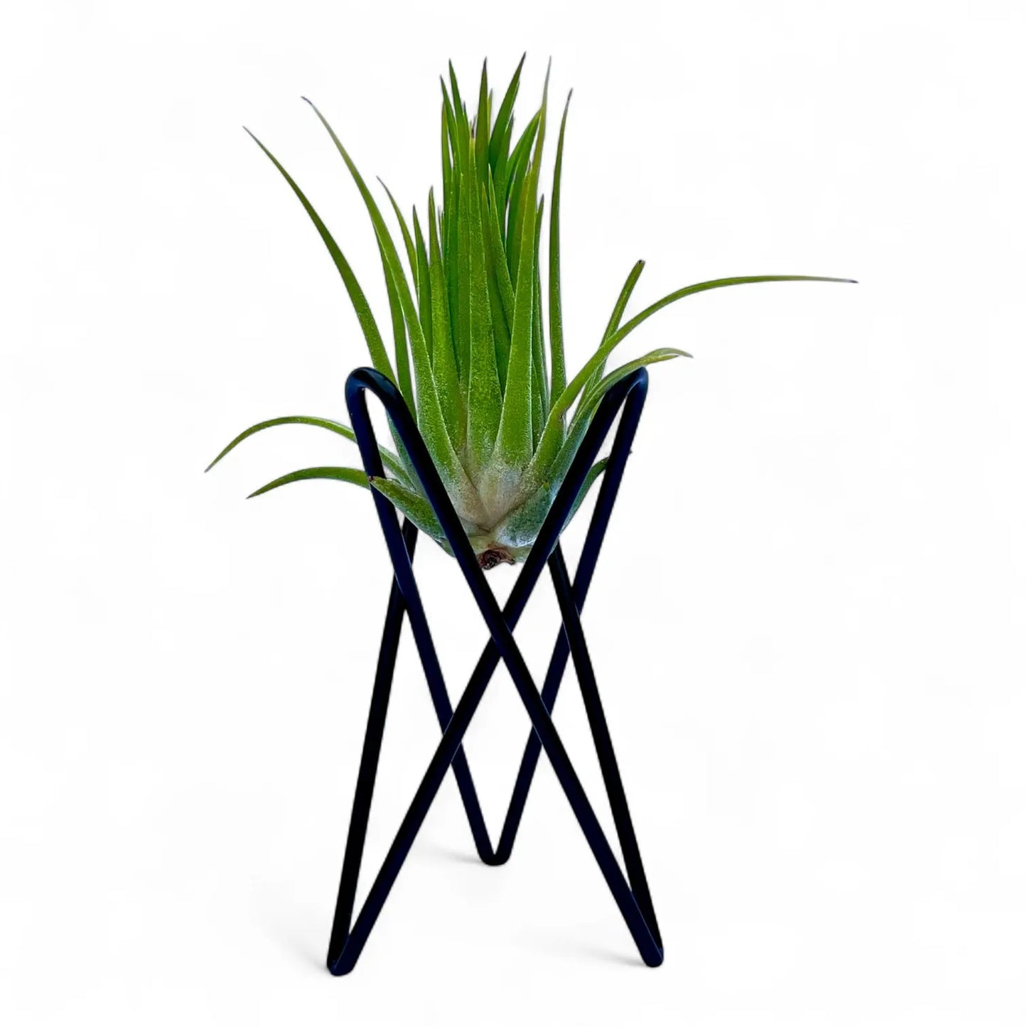 Black geometric metal Tillandsia air plant stand