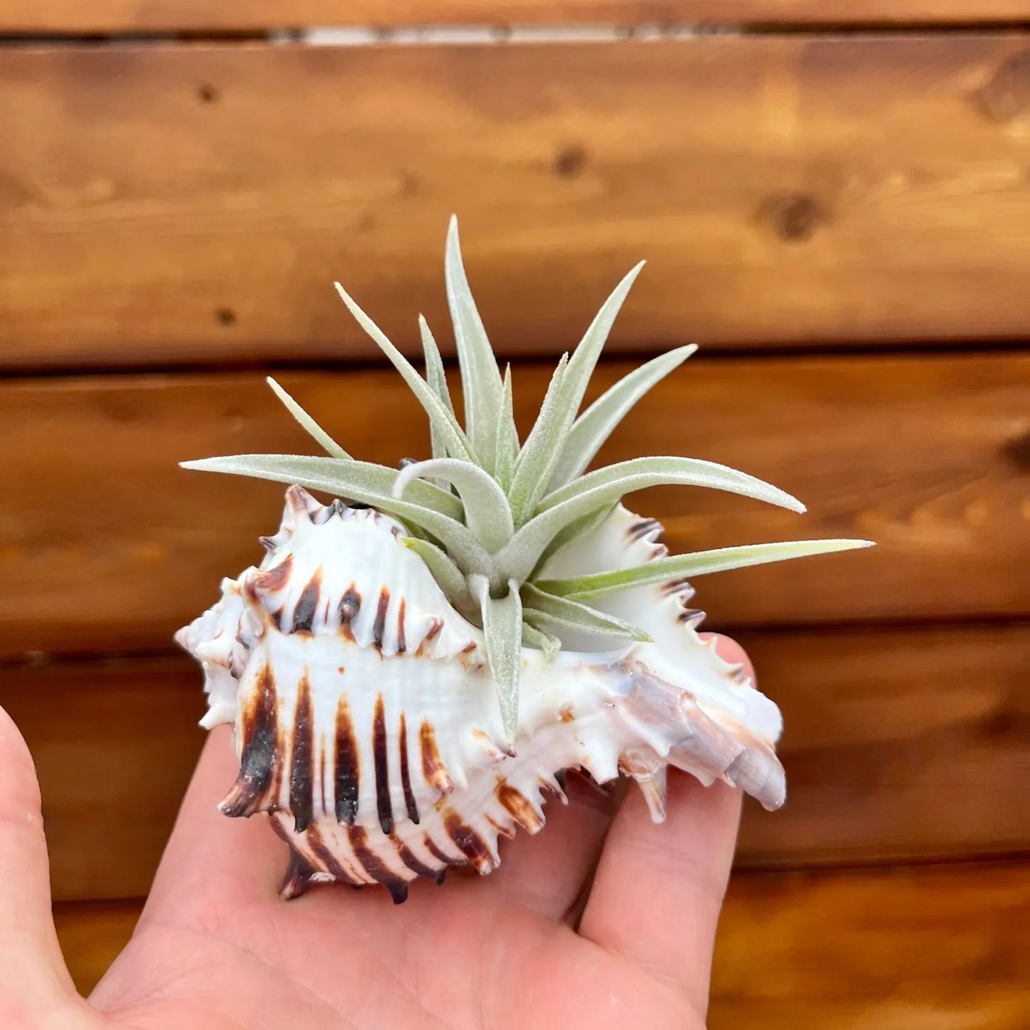 Black murex shell tillandsia air plant display coastal decor