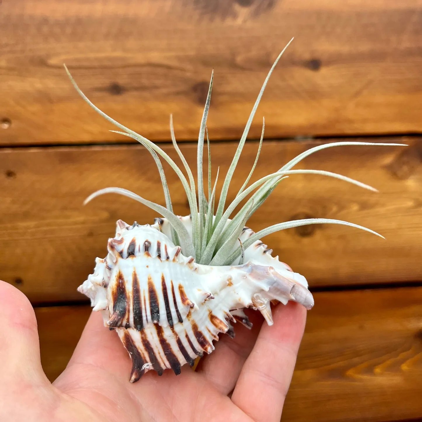 Black murex shell tillandsia air plant display coastal decor