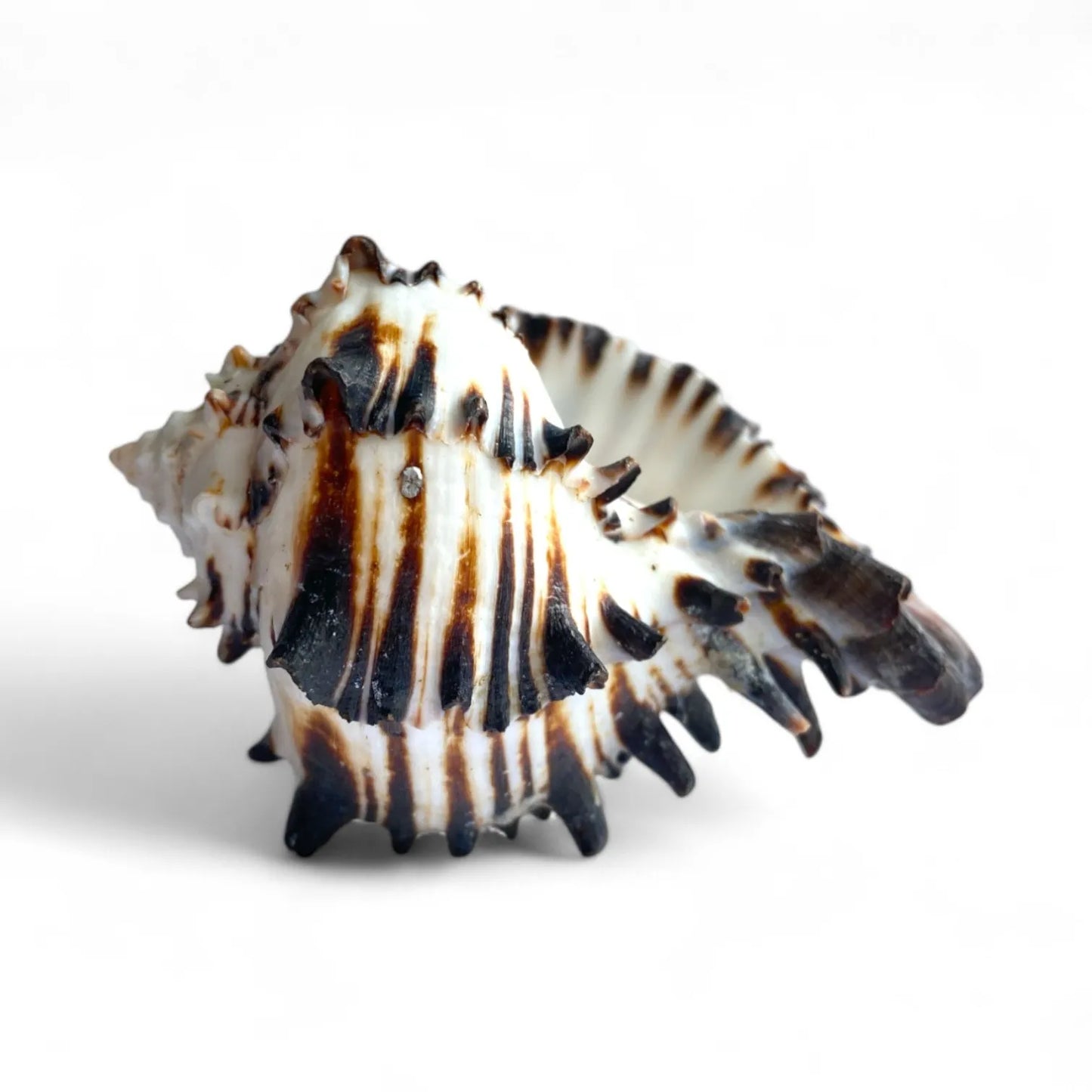 Black murex shell tillandsia air plant display coastal decor