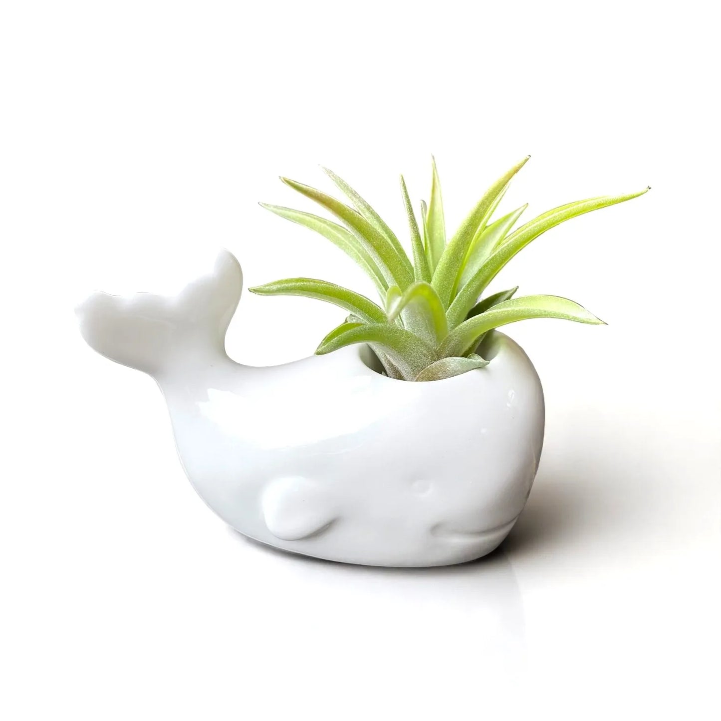 white ceramic whale tillandsia air plant display coastal decor