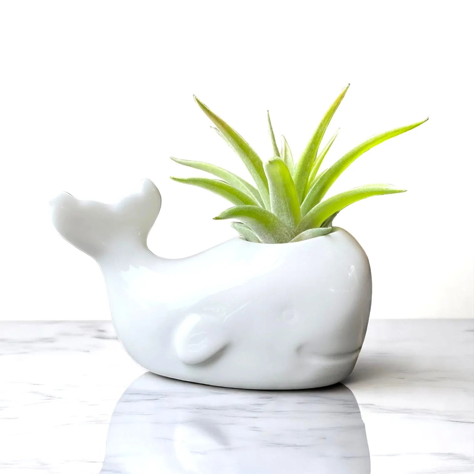 air plant pottery Ceramic Whale Air Plant Sculpture – Coastal Plant Company