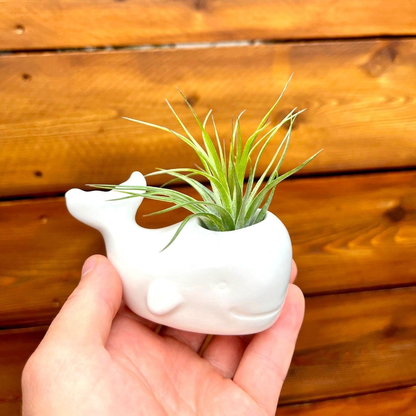 white ceramic whale tillandsia air plant display coastal decor