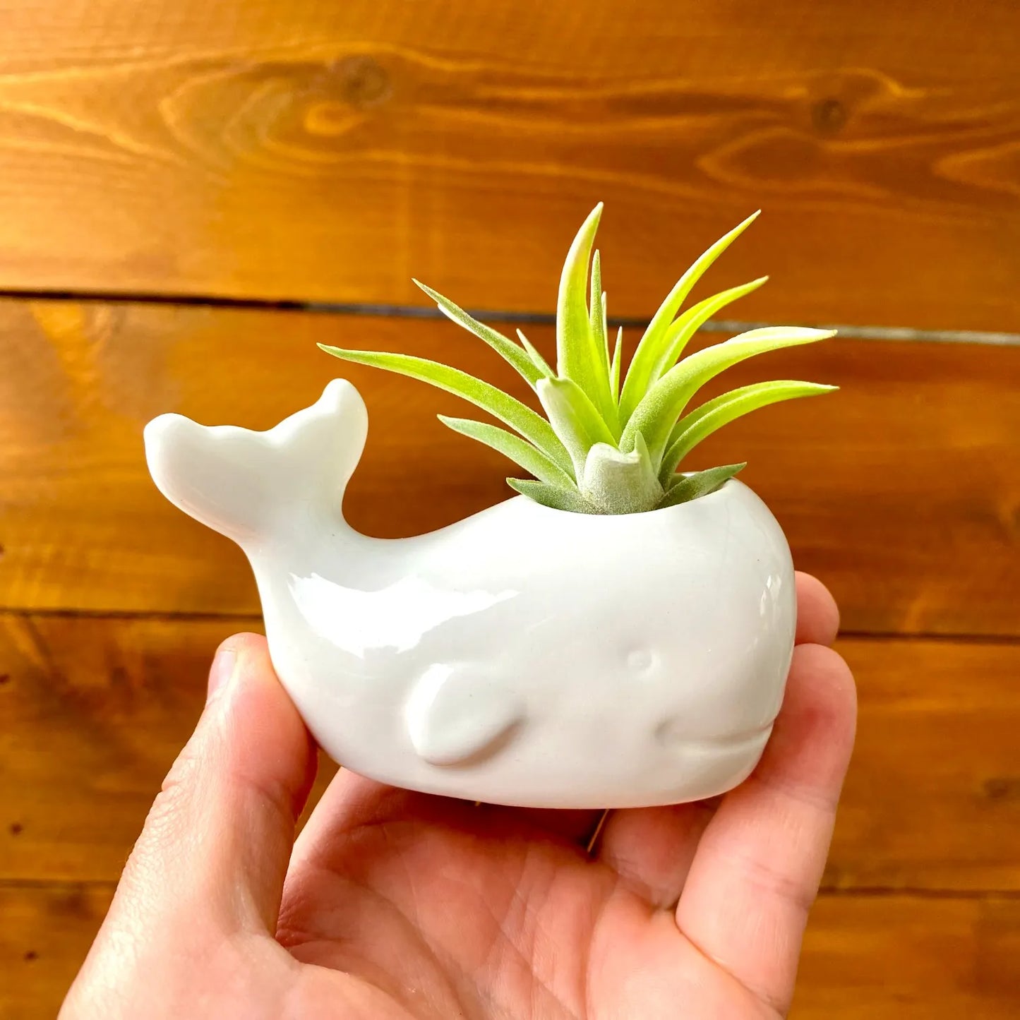 white ceramic whale tillandsia air plant display coastal decor