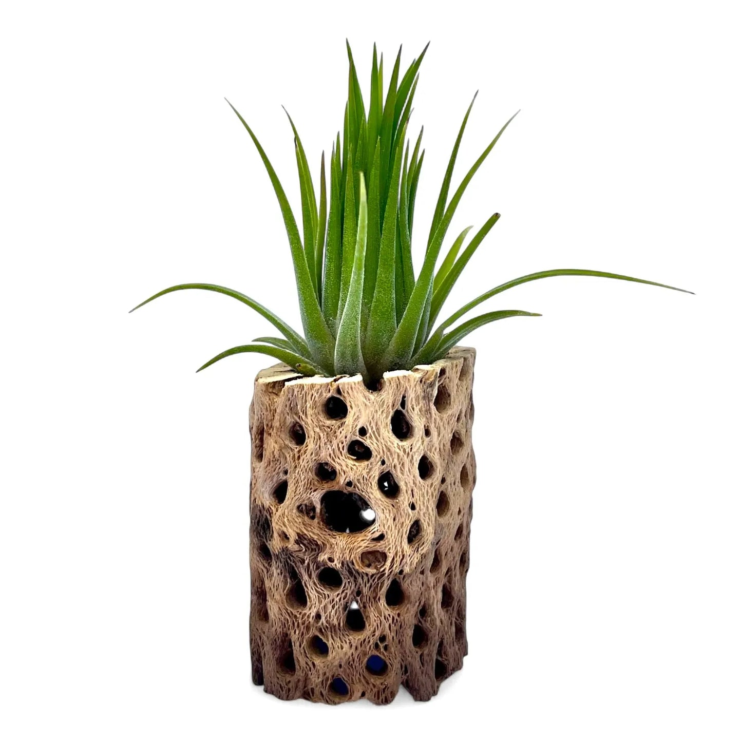 cholla cactus wood tillandsia air plant display