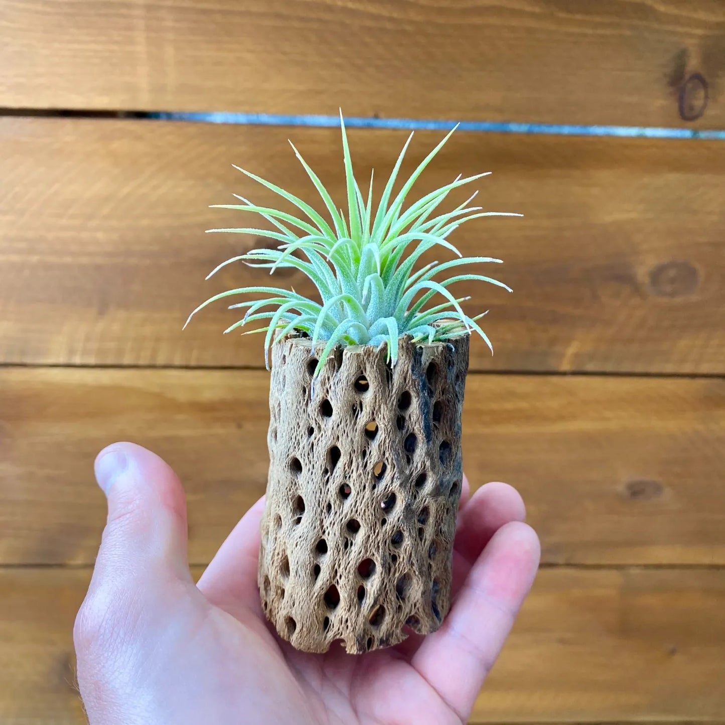 cholla cactus wood tillandsia air plant display