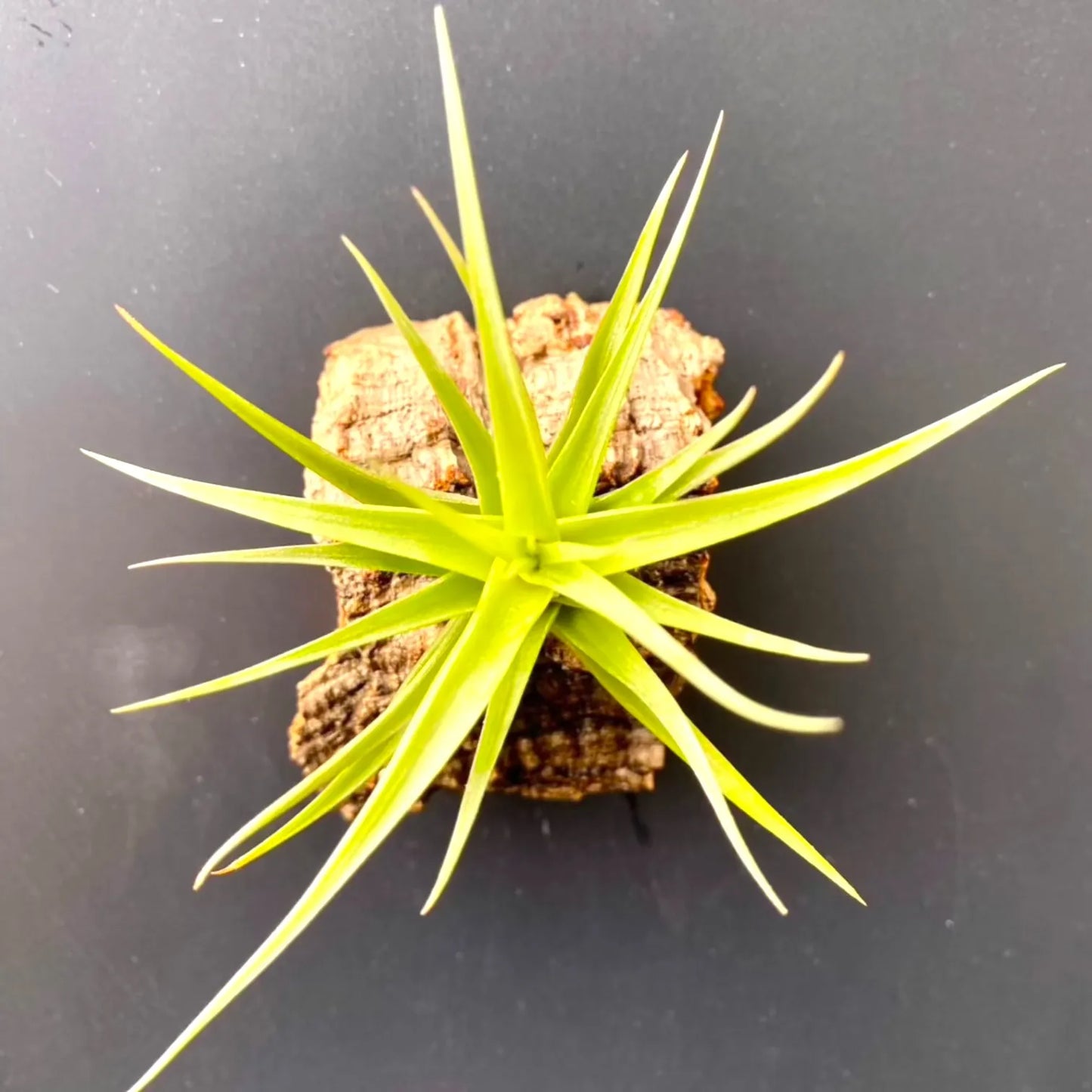 cork bark tillandsia air plant magnet