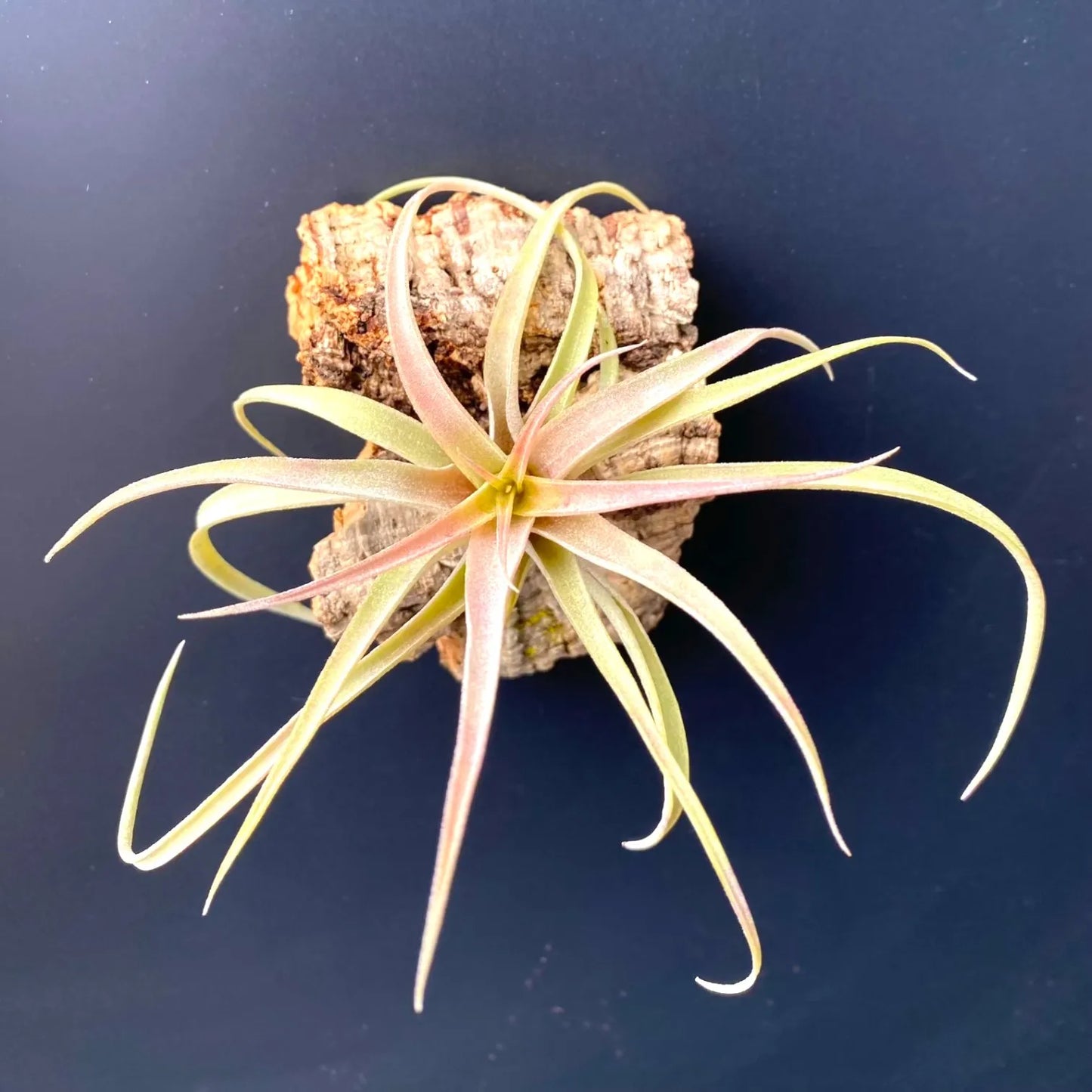cork bark tillandsia air plant magnet