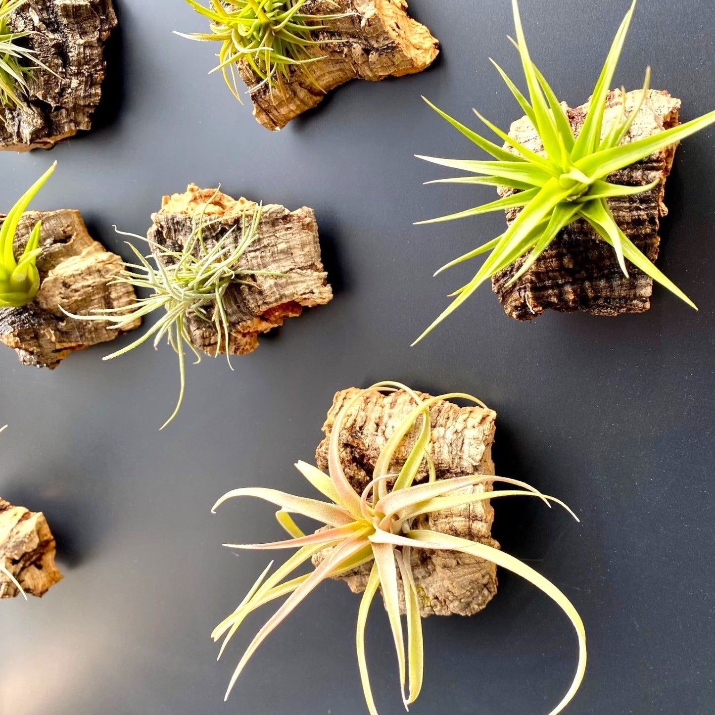 cork bark tillandsia air plant magnet