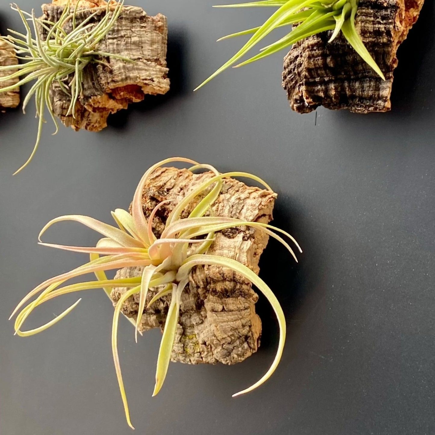 cork bark tillandsia air plant magnet