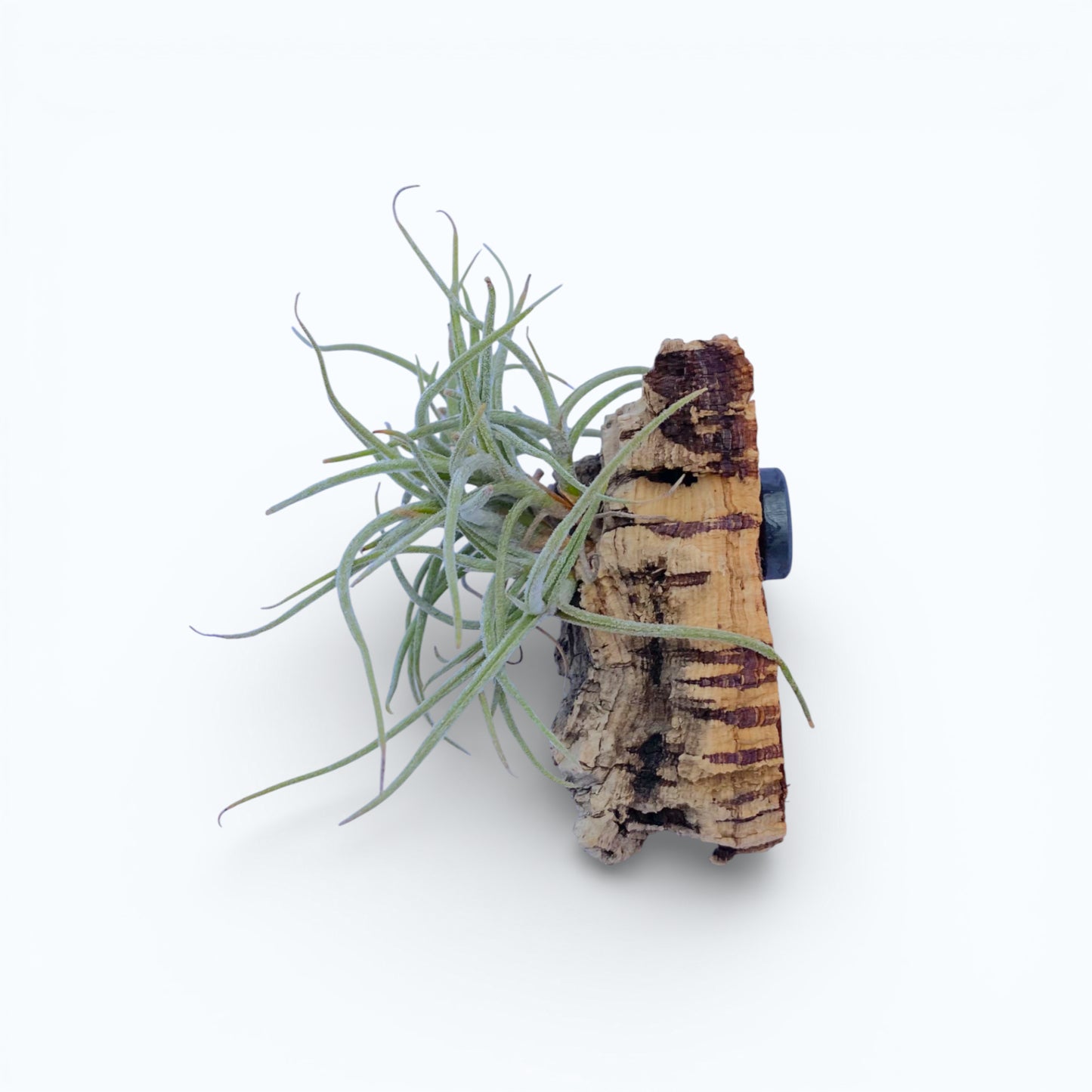 Tillandsia air plant attached to a piece of cork bark on a white background