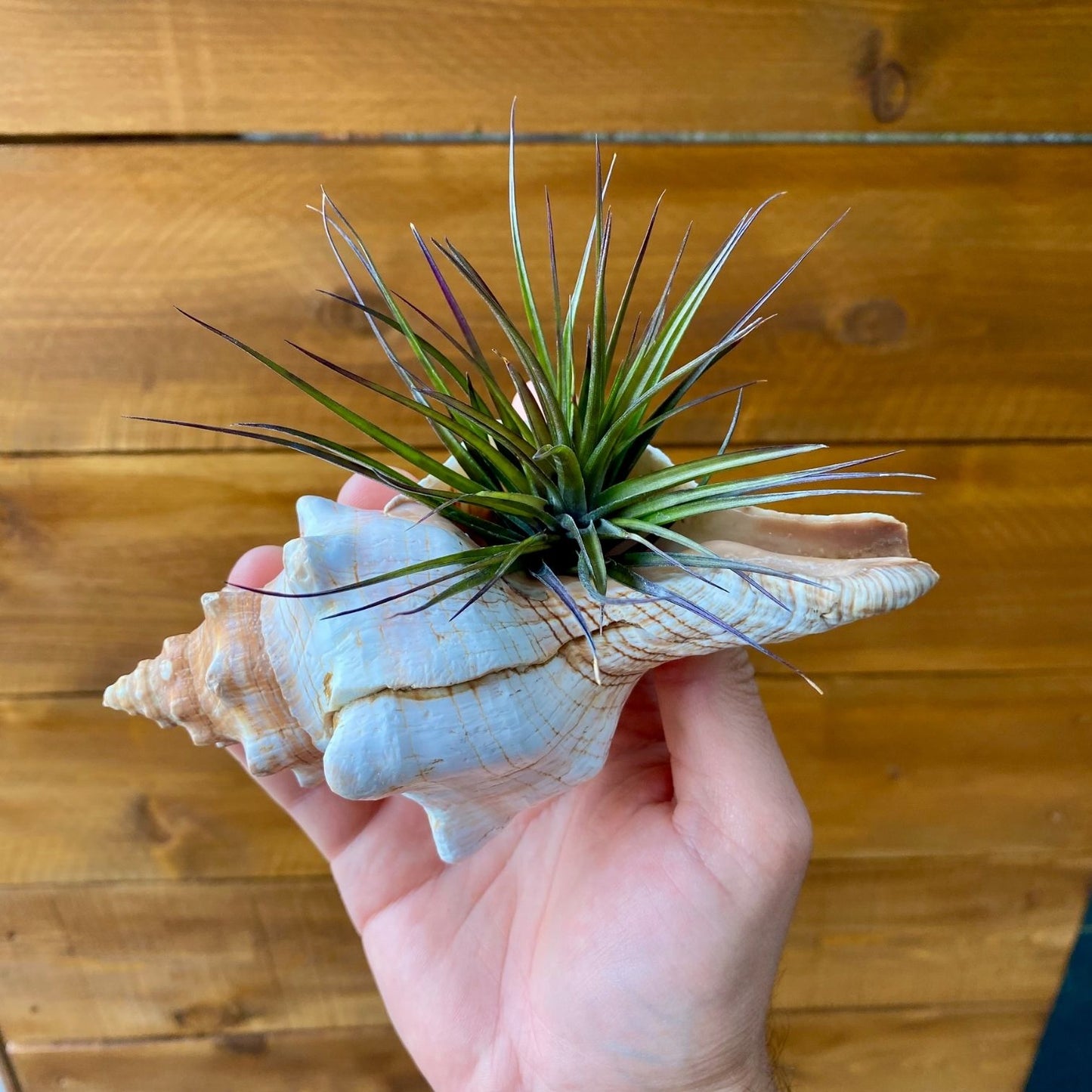 Large Fox Shell tillandsia air plant display coastal decor