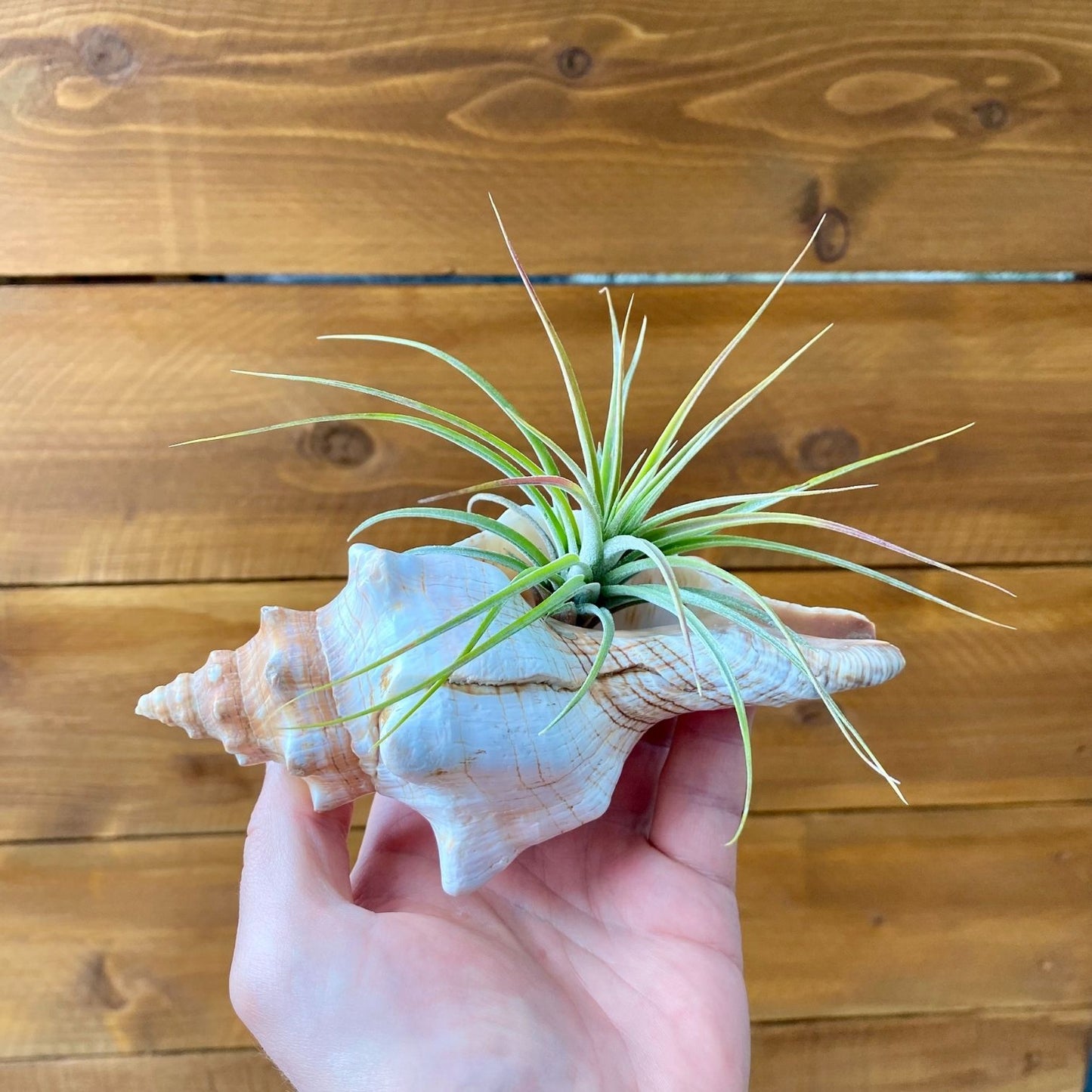 Large Fox Shell tillandsia air plant display coastal decor