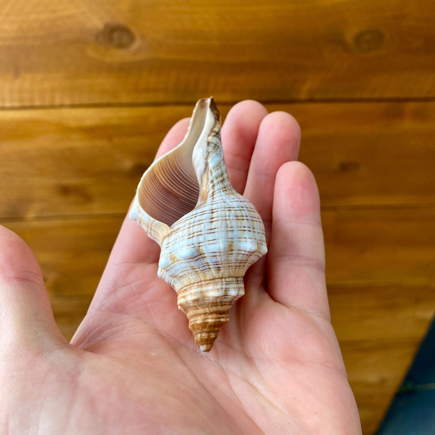 Small Fox Shell Tillandsia air plant display coastal decor