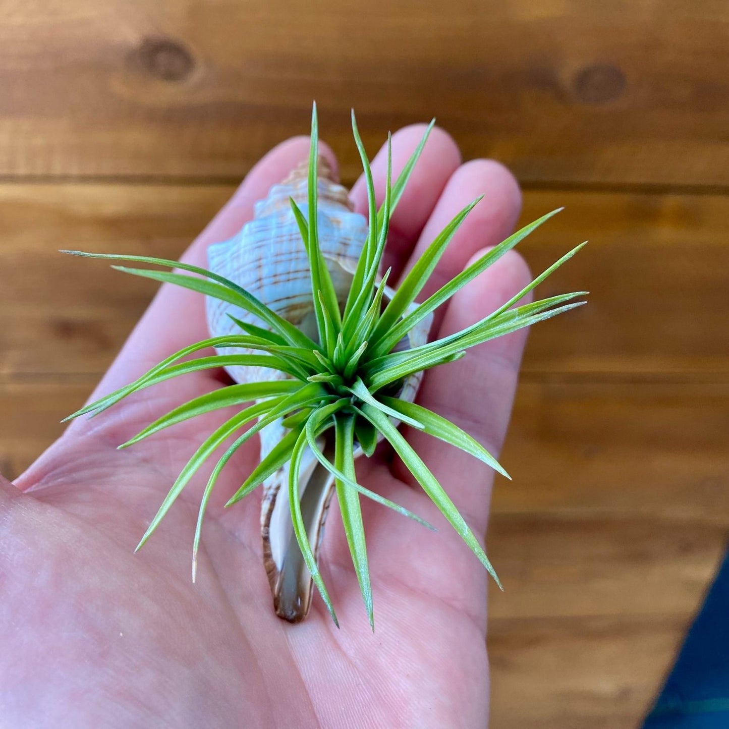 Small Fox Shell Tillandsia air plant display coastal decor