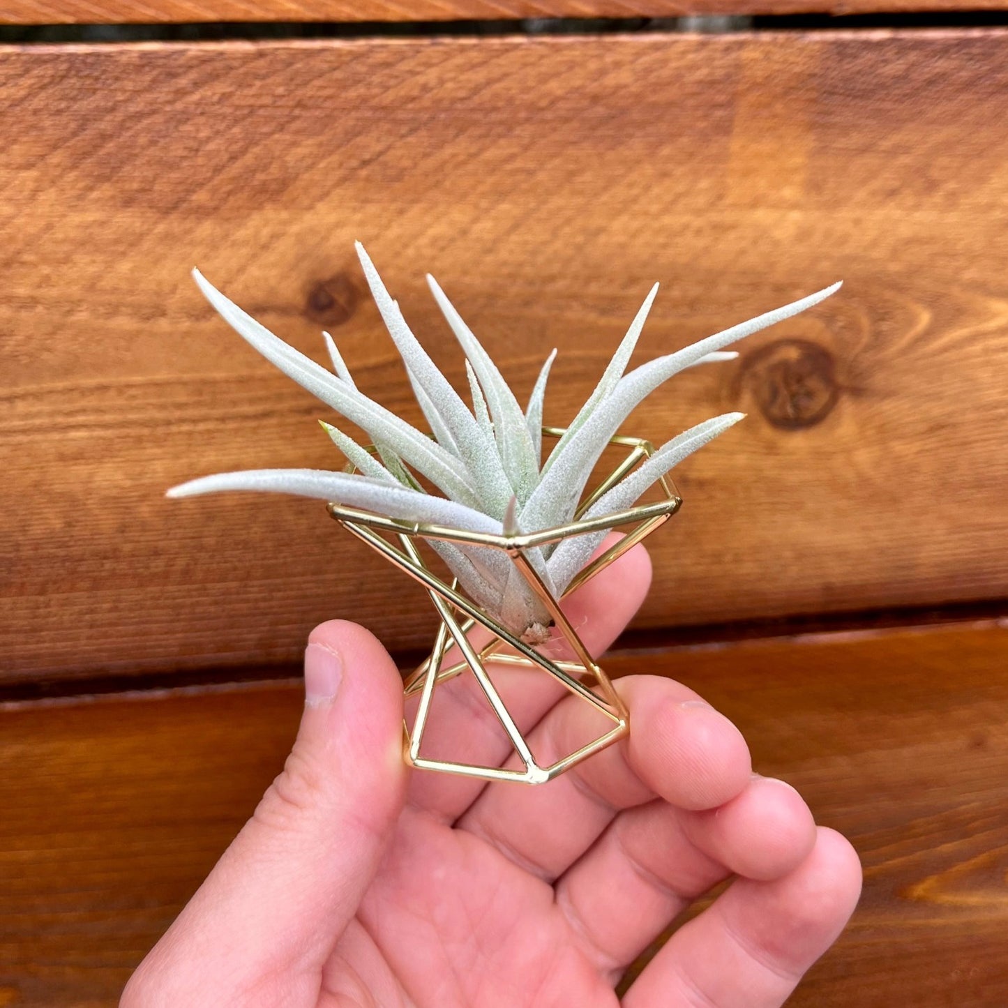 Golden metal tillandsia geometric air plant holder