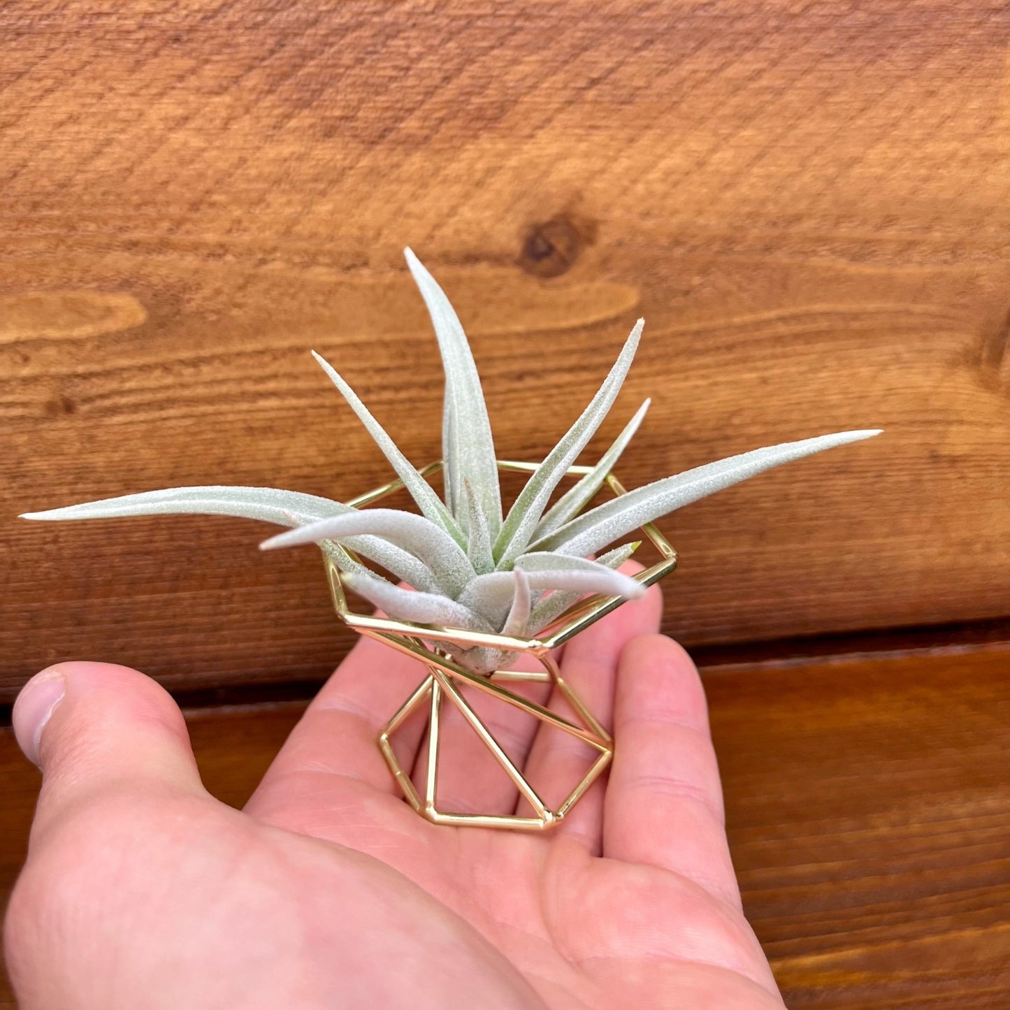 Golden metal tillandsia geometric air plant holder