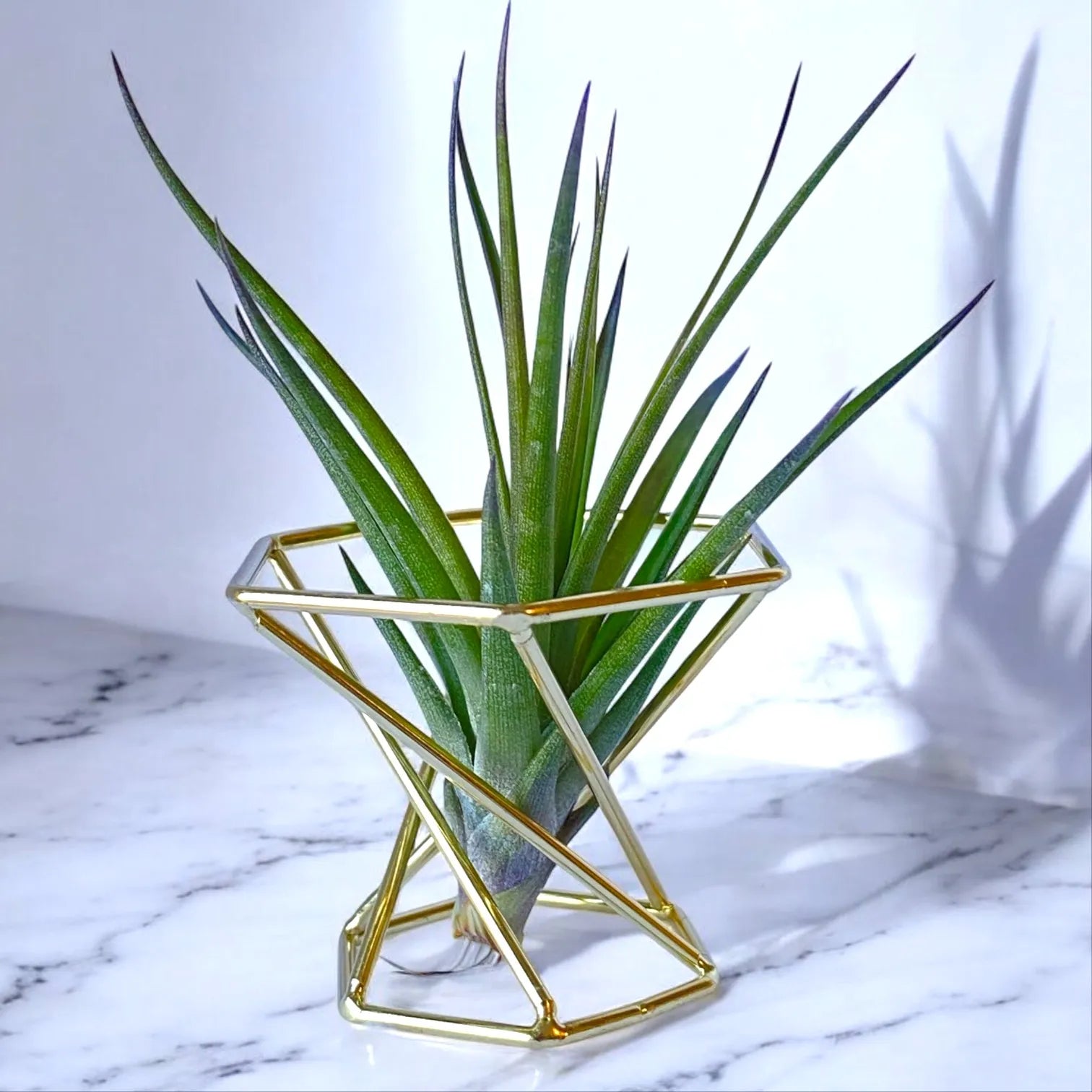 air plant frame holder Golden Air Plant Holder