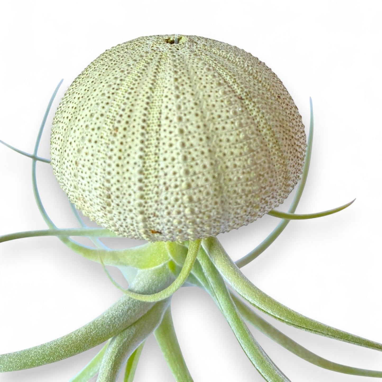 Hanging Air Plant “Jellyfish” (Green Urchin)