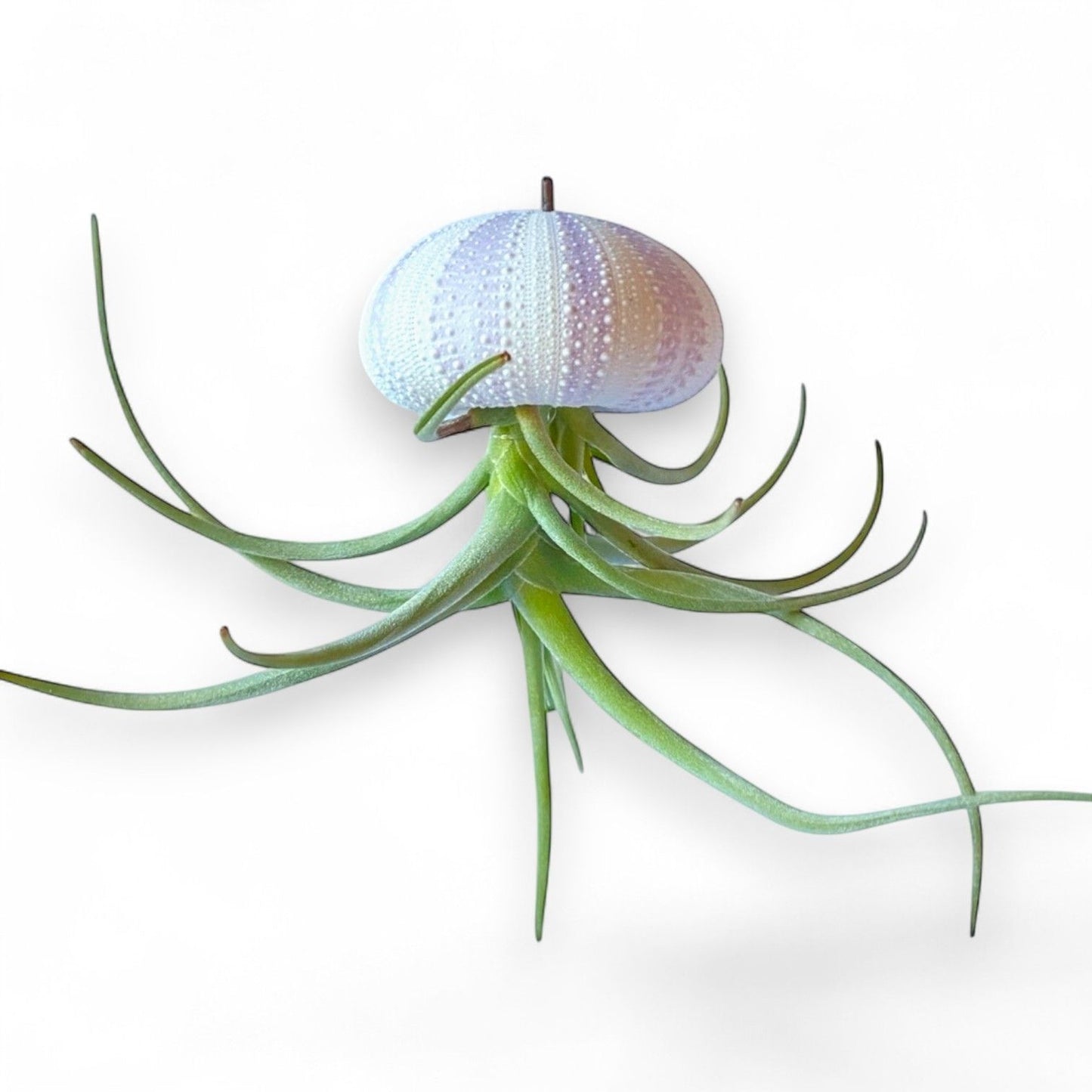 Hanging Air Plant “Jellyfish” (Purple/White Striped Urchin)