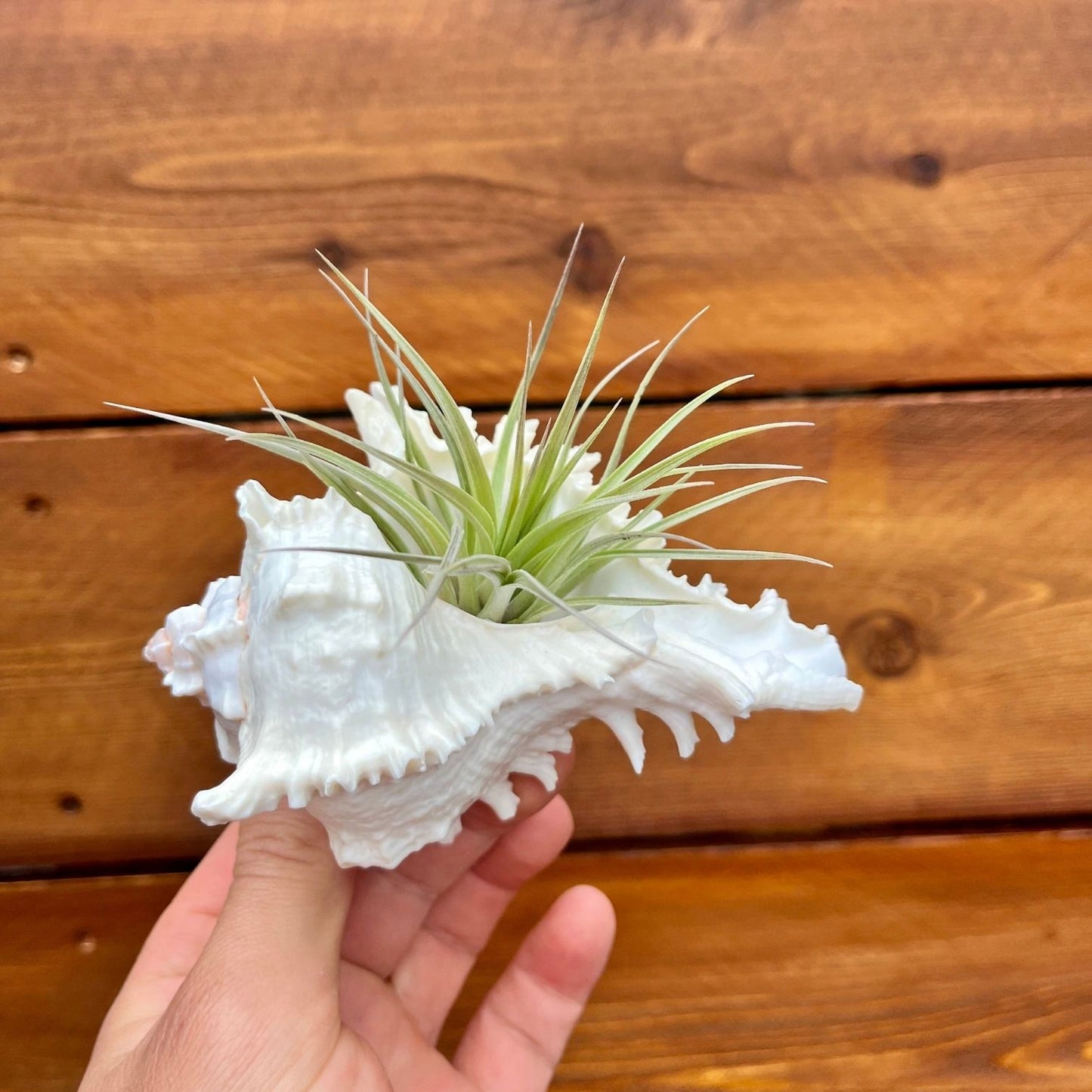 Medium white ramosa murex shell tillandsia air plant display coastal decor