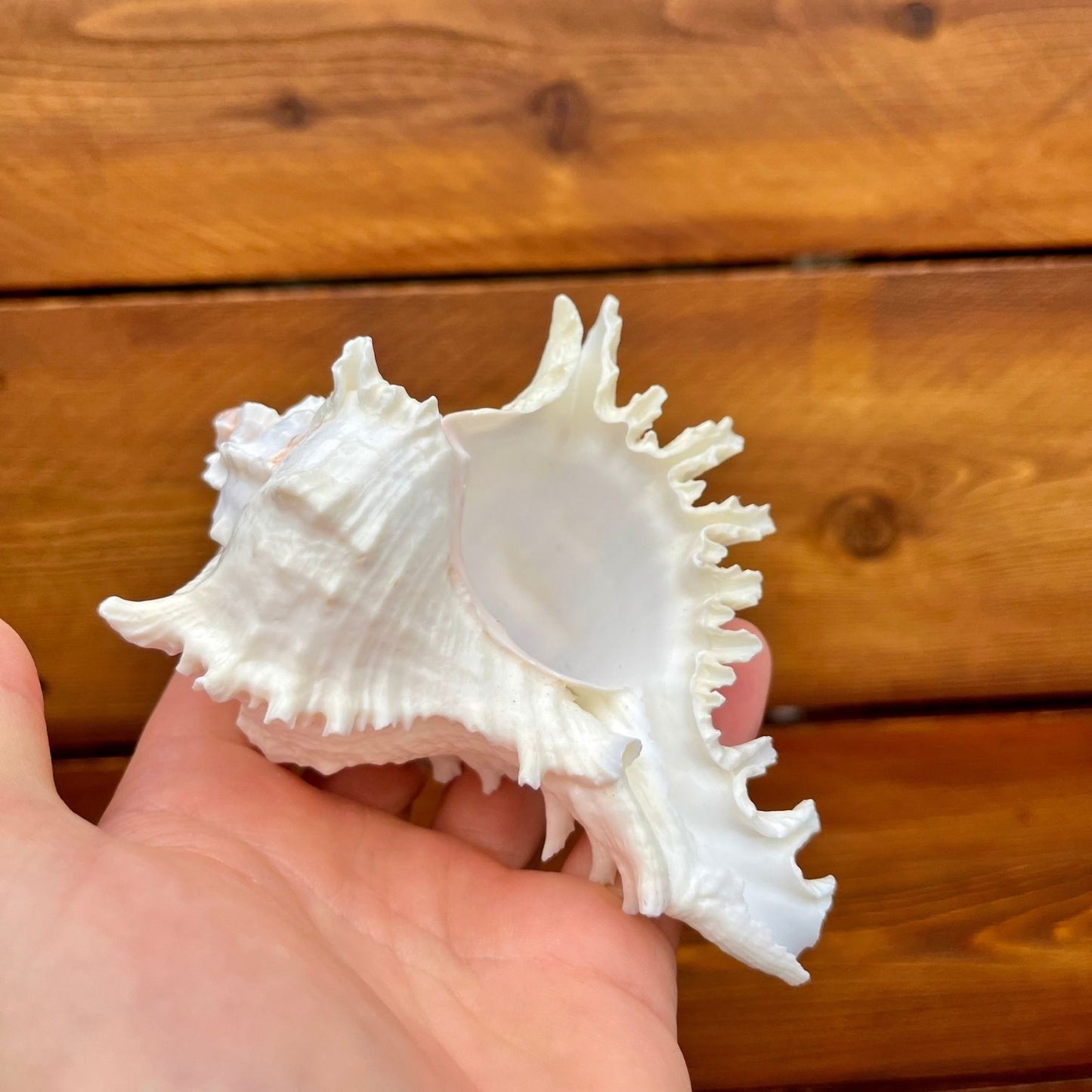 Medium white ramosa murex shell tillandsia air plant display coastal decor