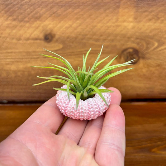Mini pink sea urchin tillandsia air plant display coastal decor