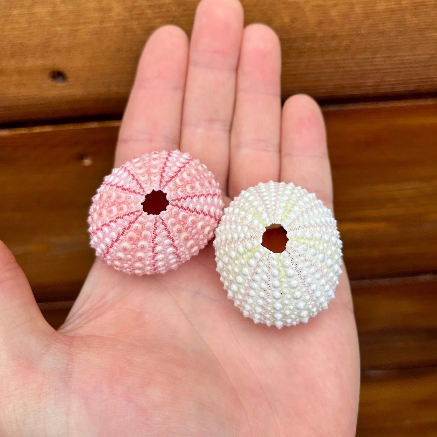 Mini pink sea urchin tillandsia air plant display coastal decor