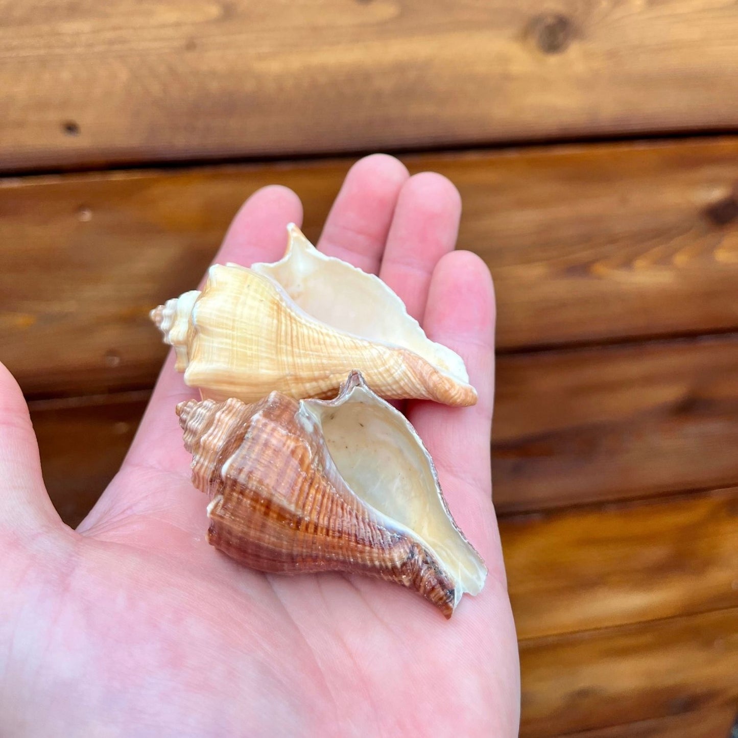 mini vole shell tillandsia air plant display coastal decor