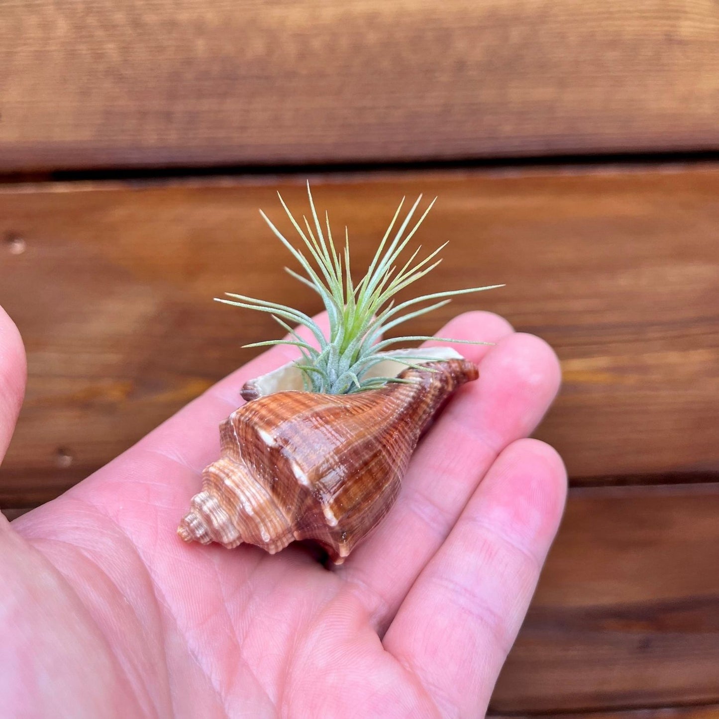 mini vole shell tillandsia air plant display coastal decor