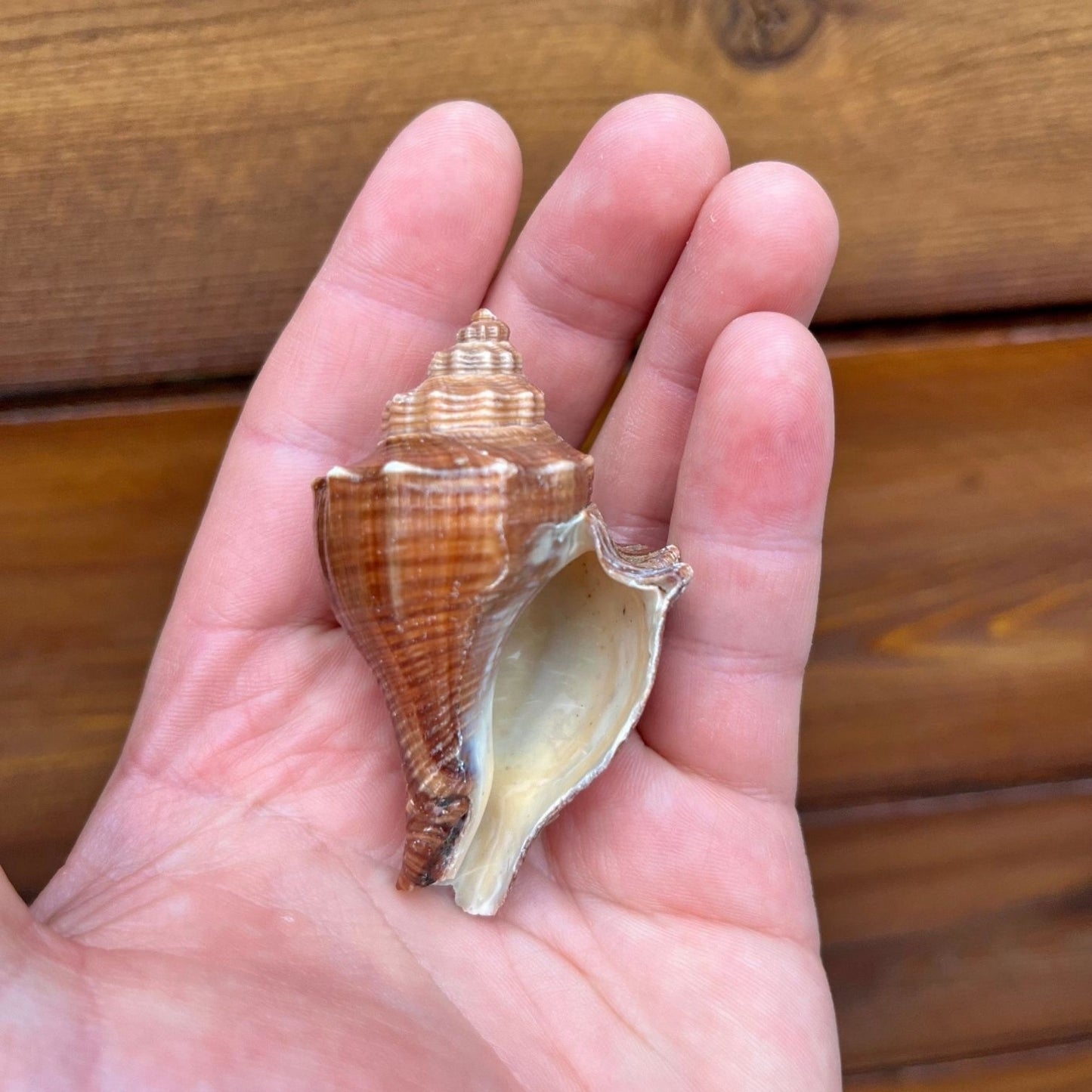 mini vole shell tillandsia air plant display coastal decor