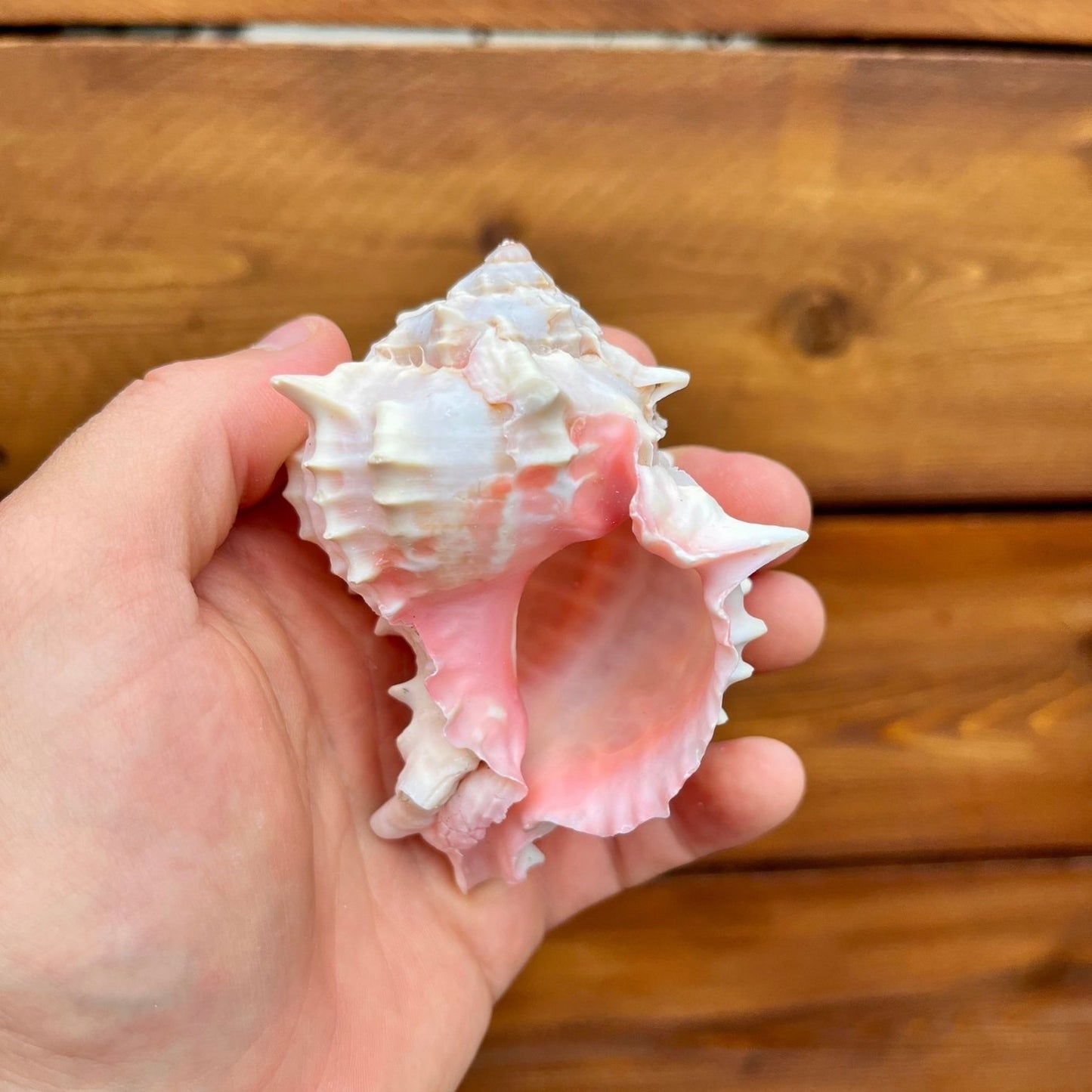 Medium Pink Murex shell tillandsia air plant display coastal decor