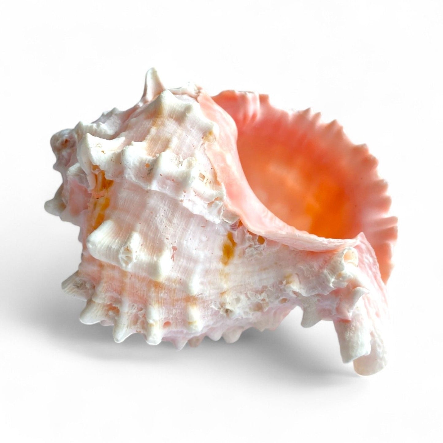 Medium Pink Murex shell tillandsia air plant display coastal decor