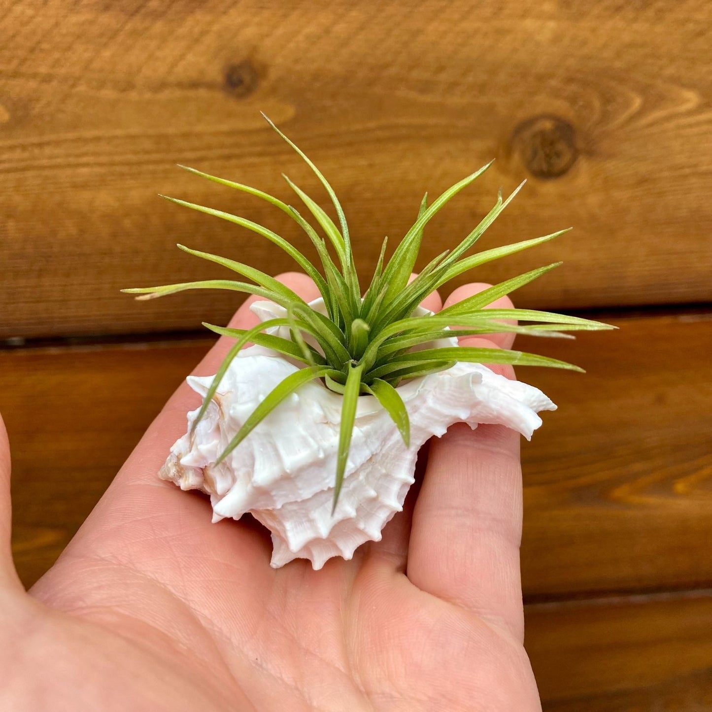 small pink murex shell tillandsia air plant display coastal decor