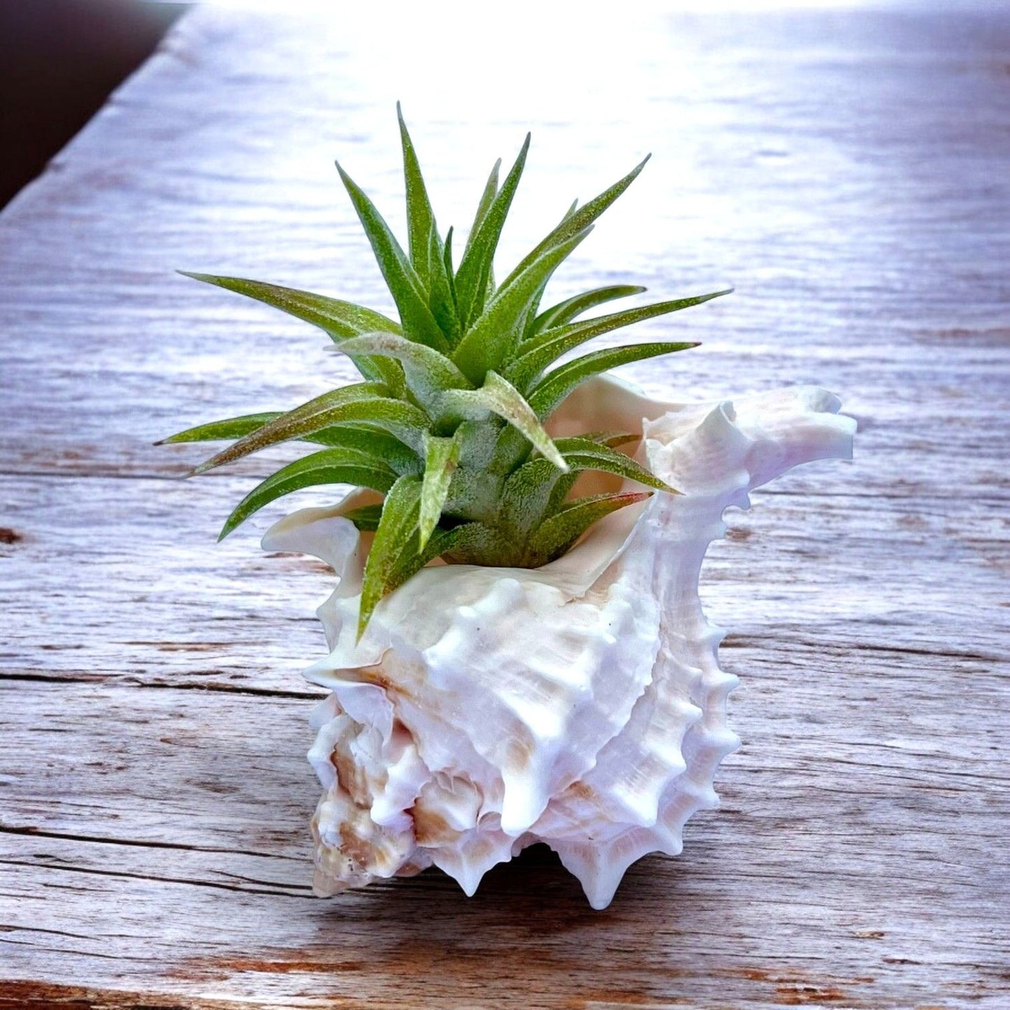 small pink murex shell tillandsia air plant display coastal decor